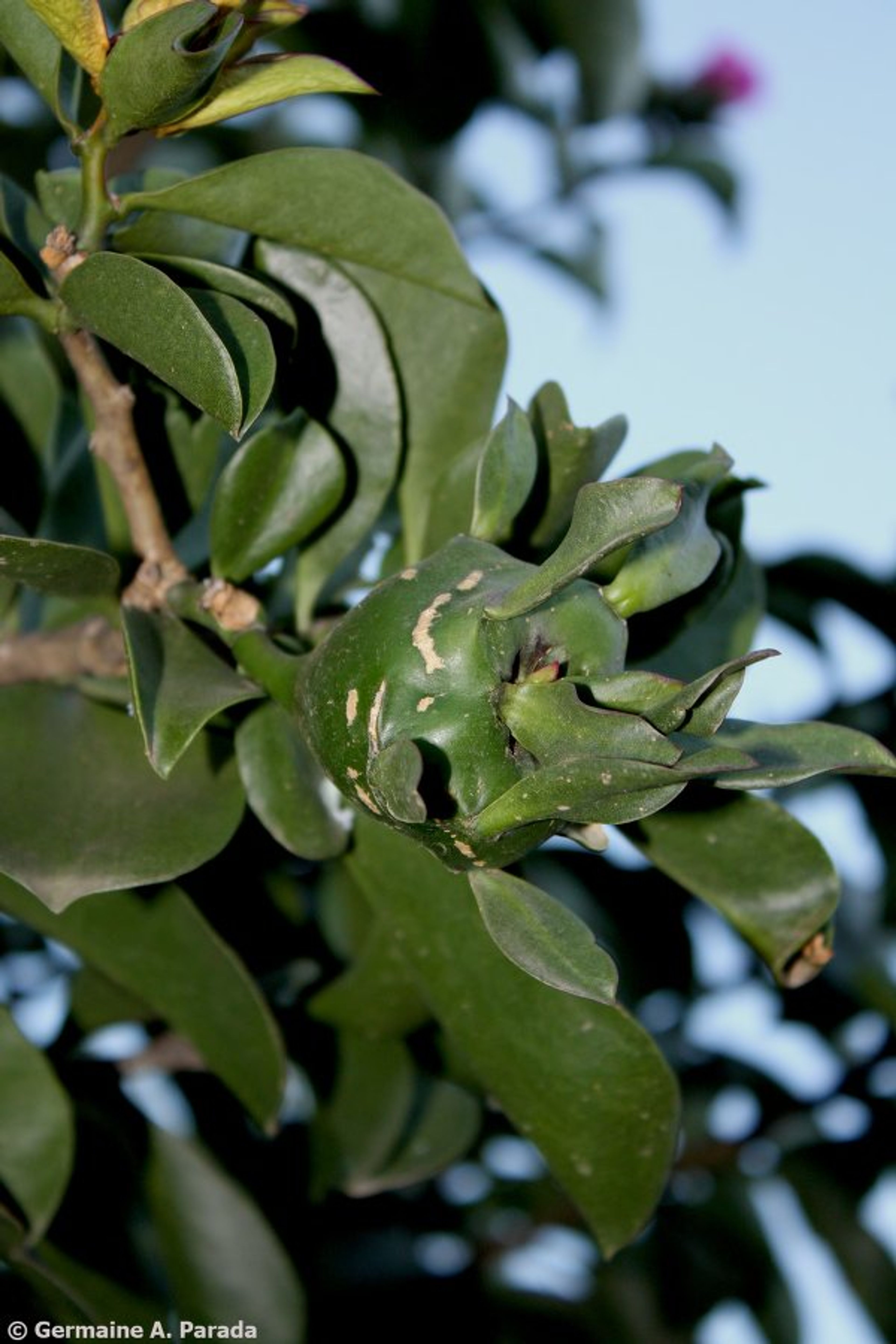 Pereskia sacharosa - 115