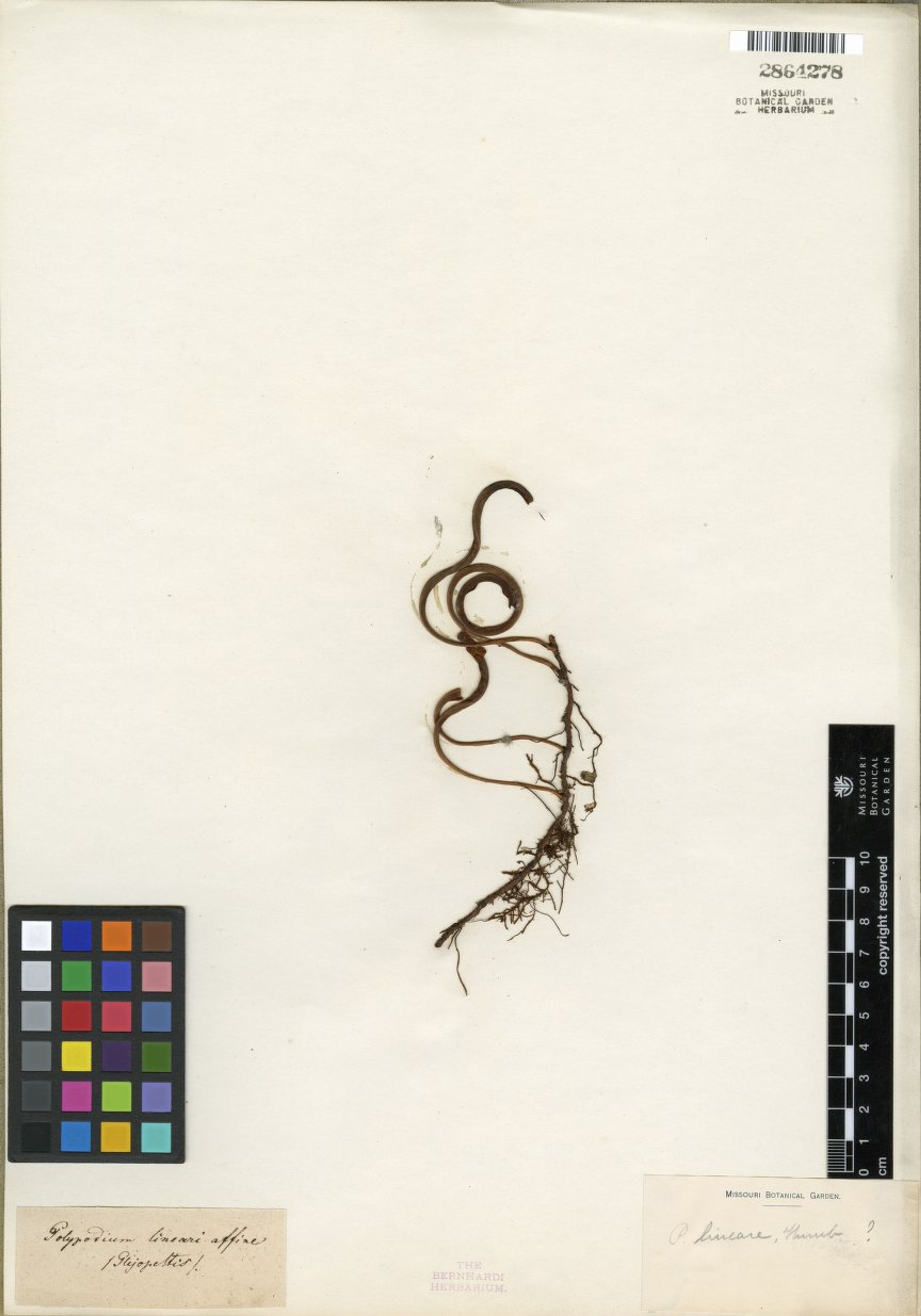 Polypodium lineare - 24