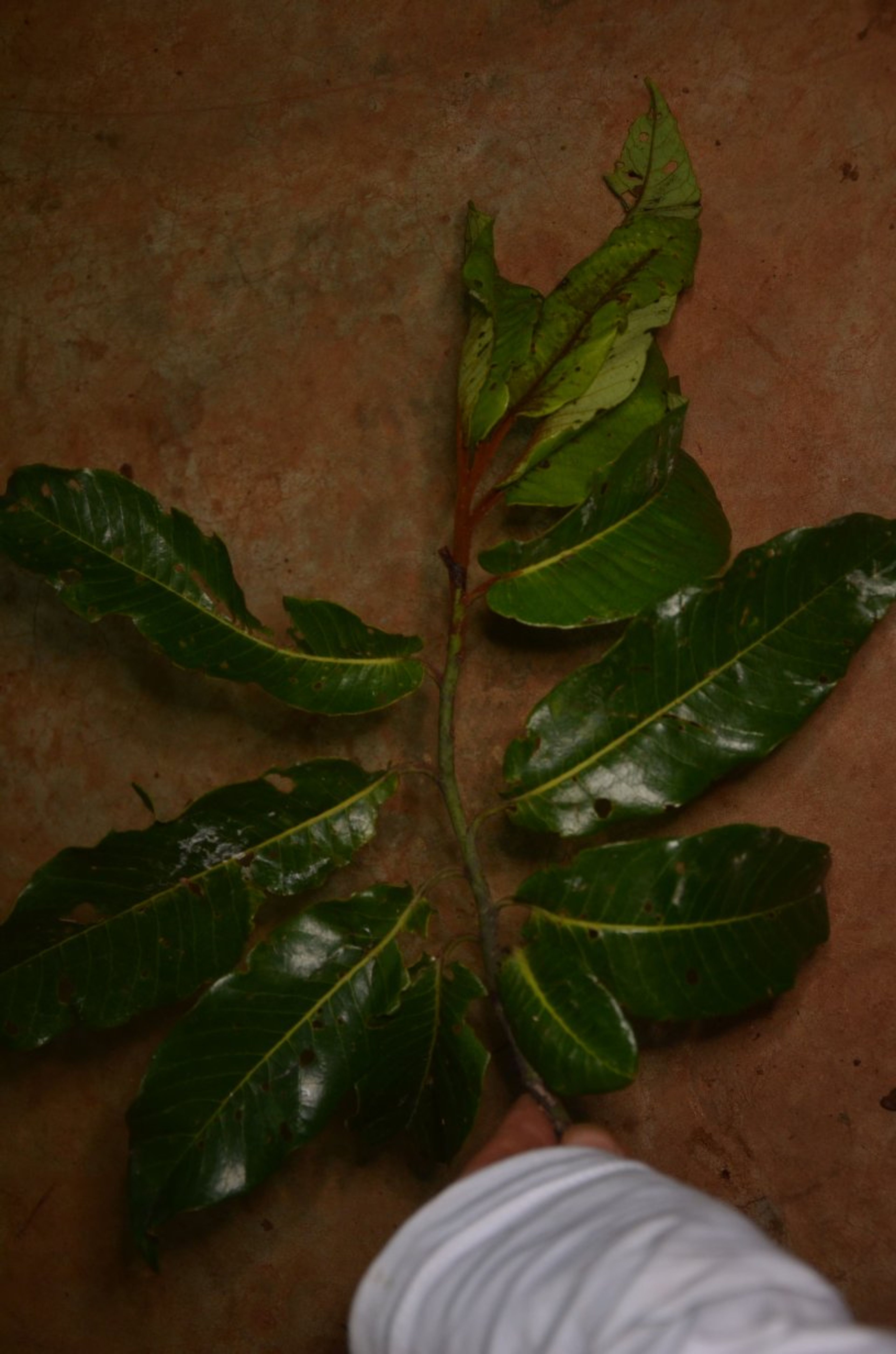 Pycnanthus angolensis - 85