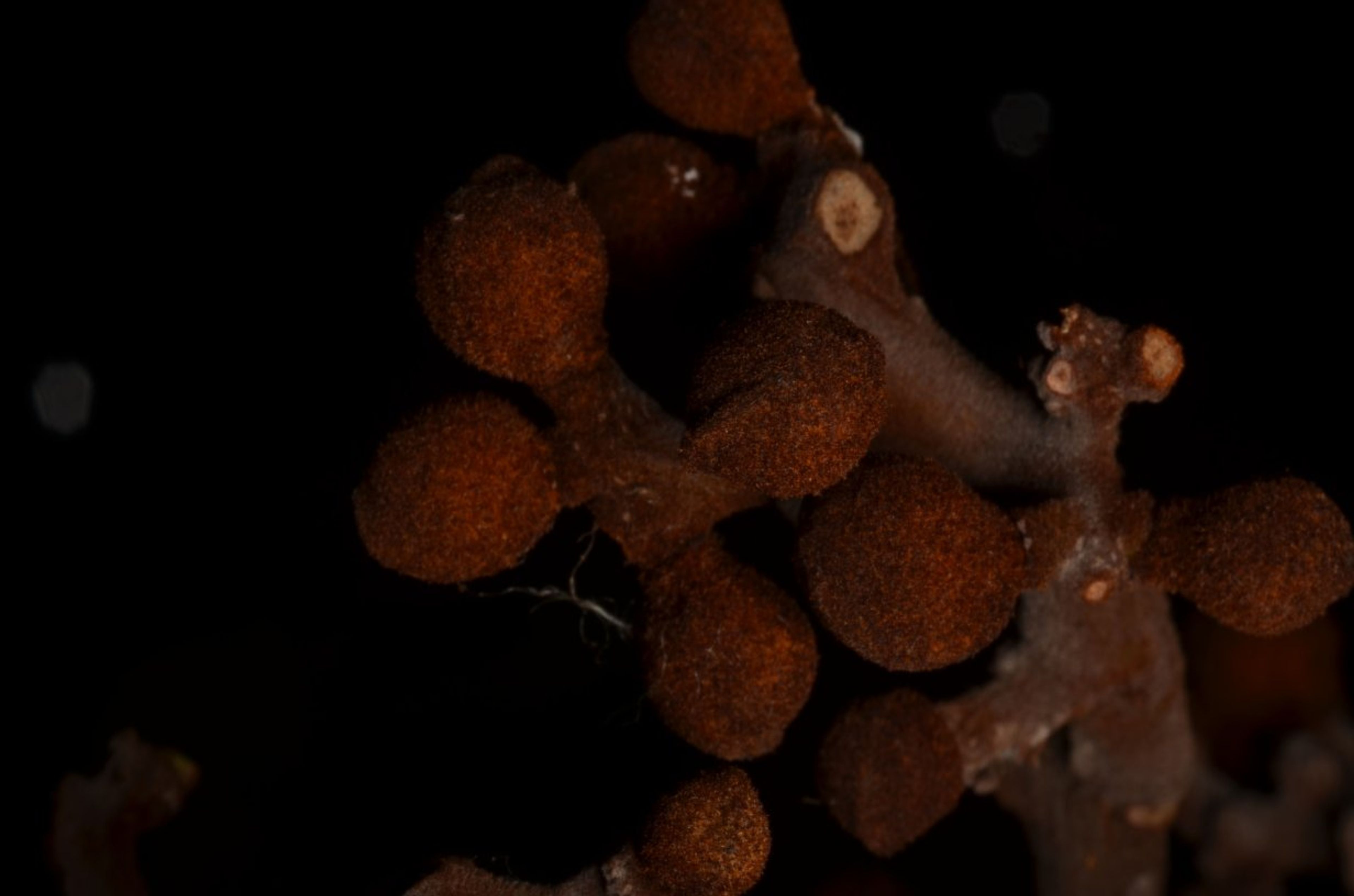 Pycnanthus angolensis - 64
