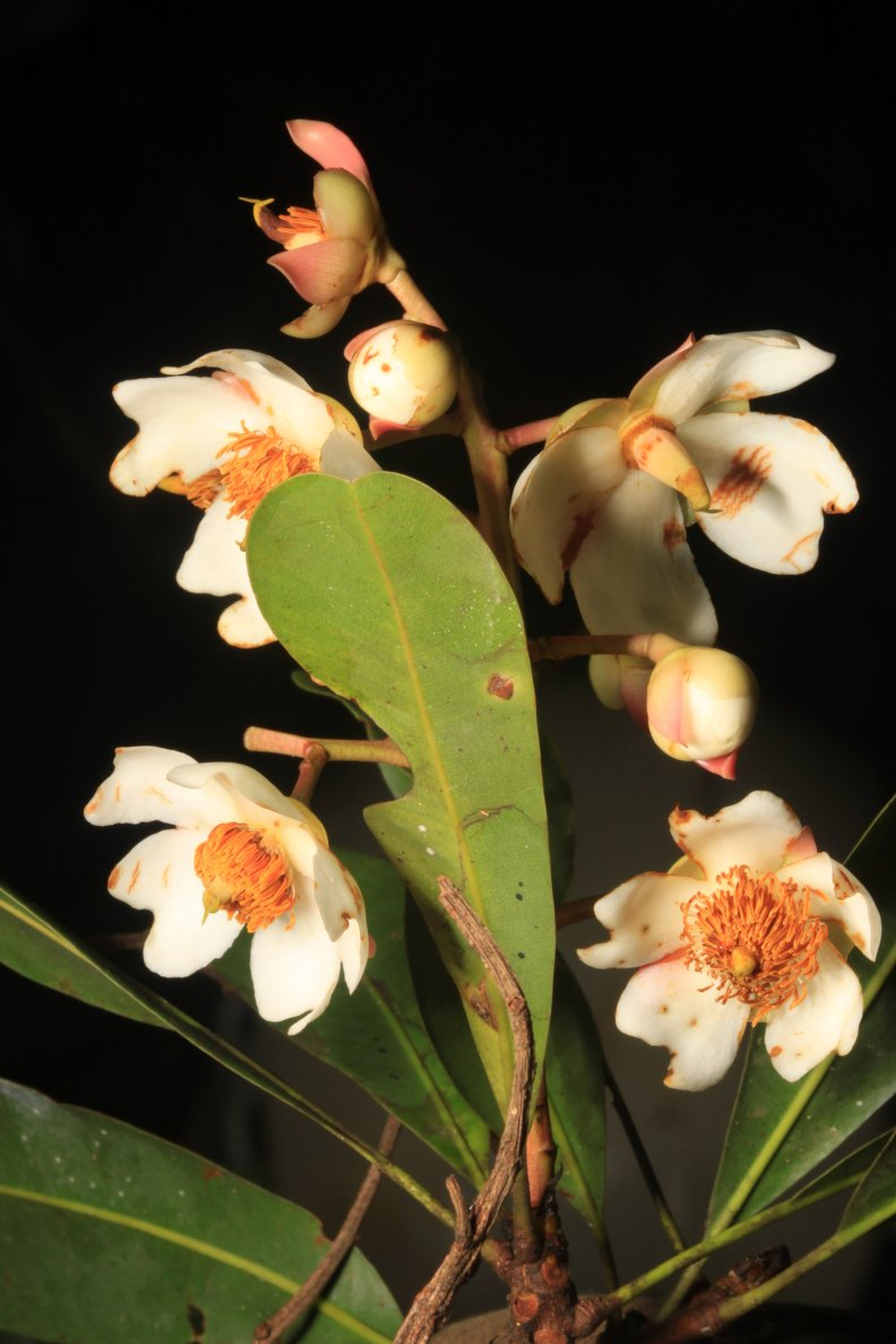 Lophira alata - 36