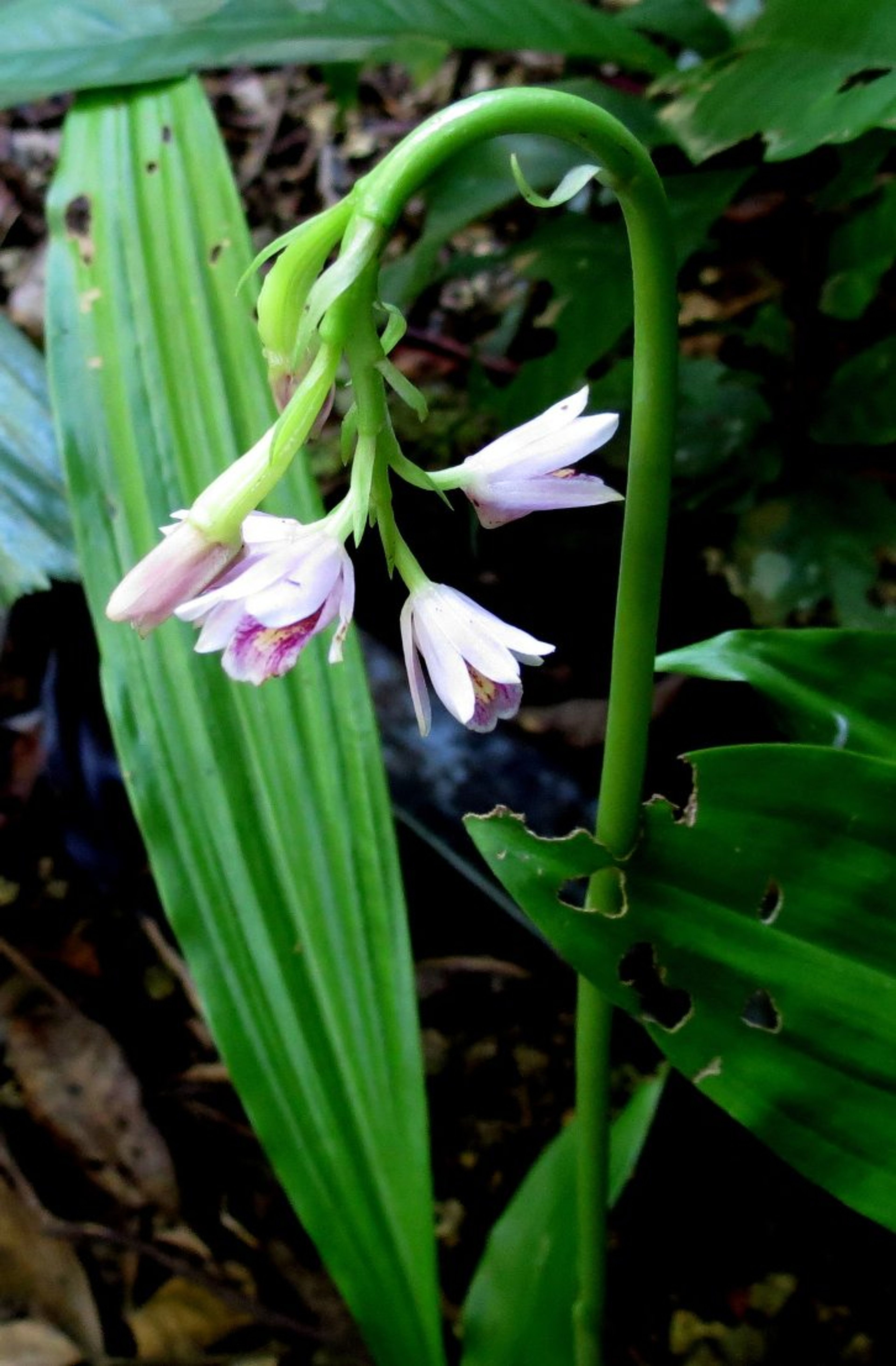 Geodorum densiflorum - 48