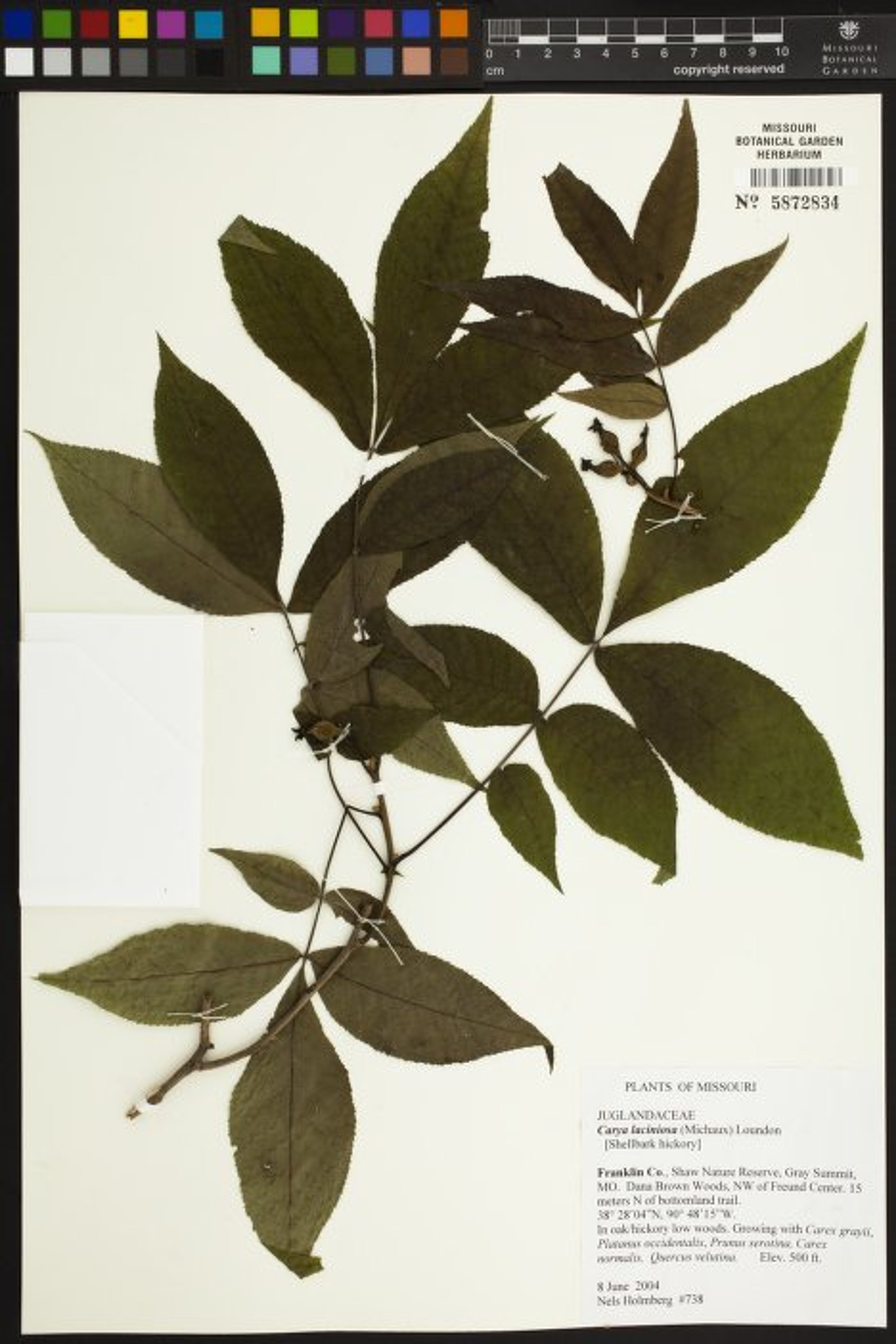 Carya laciniosa - 42