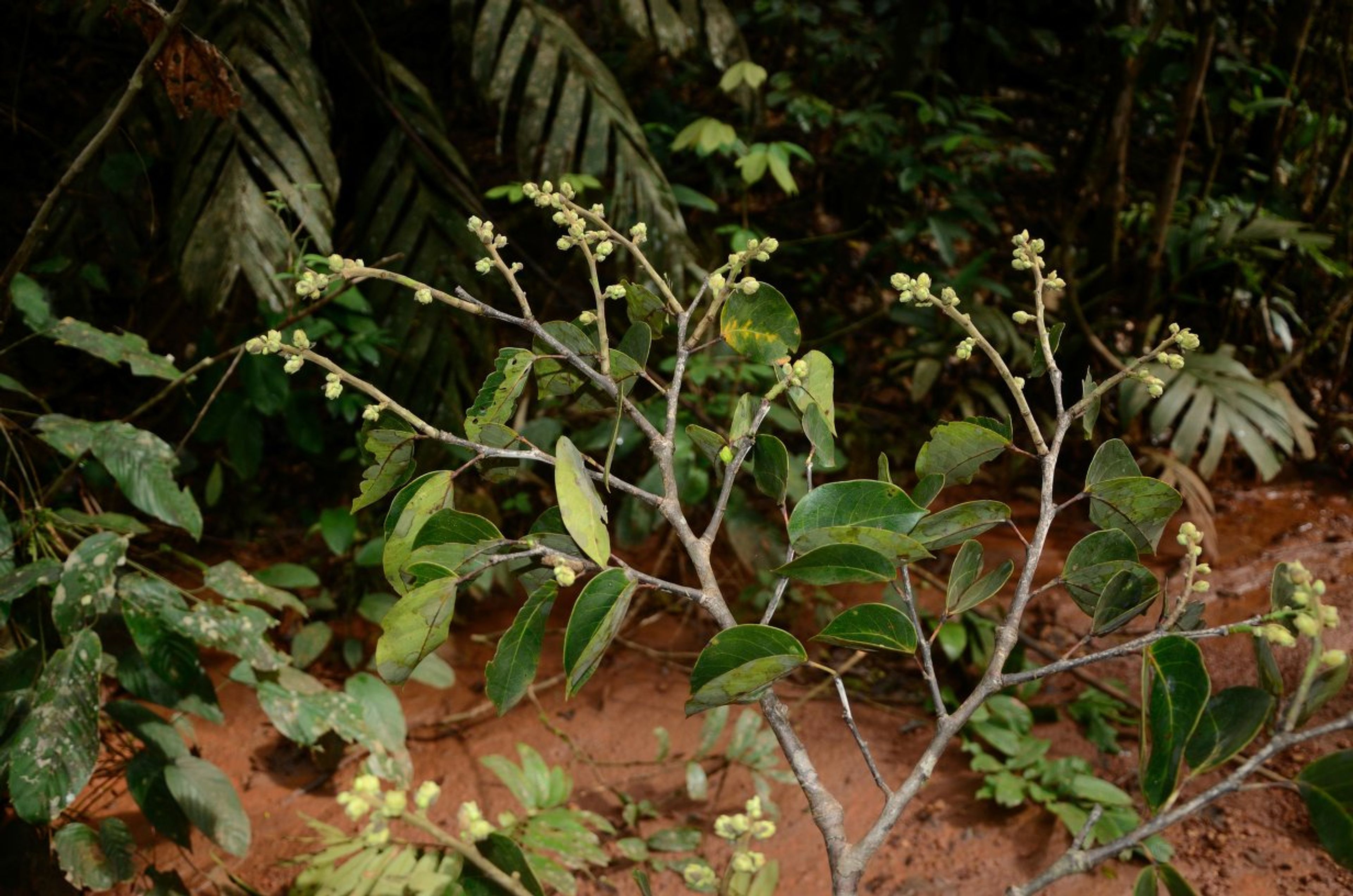 Guibourtia tessmannii - 73