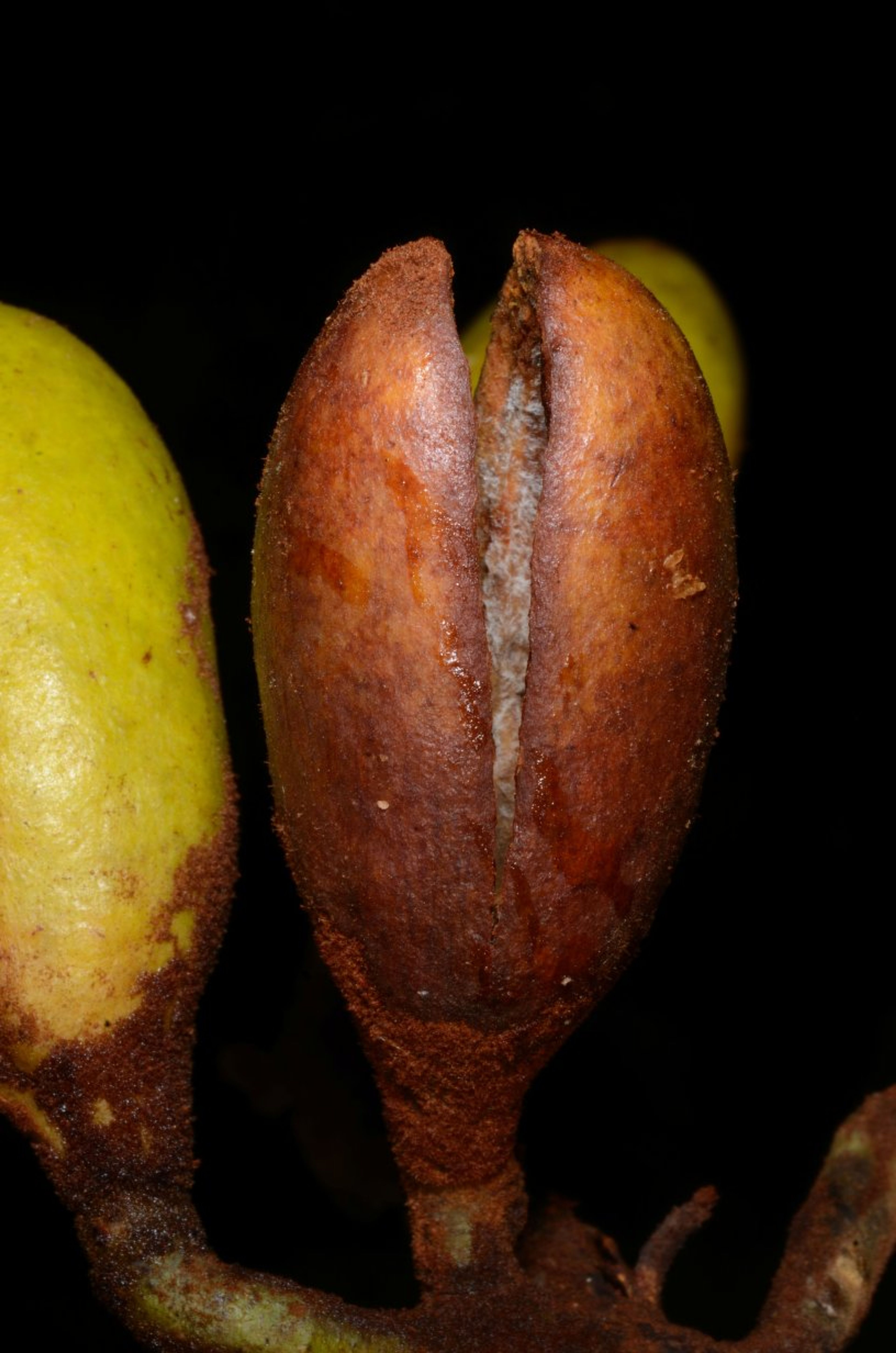 Pycnanthus angolensis - 53