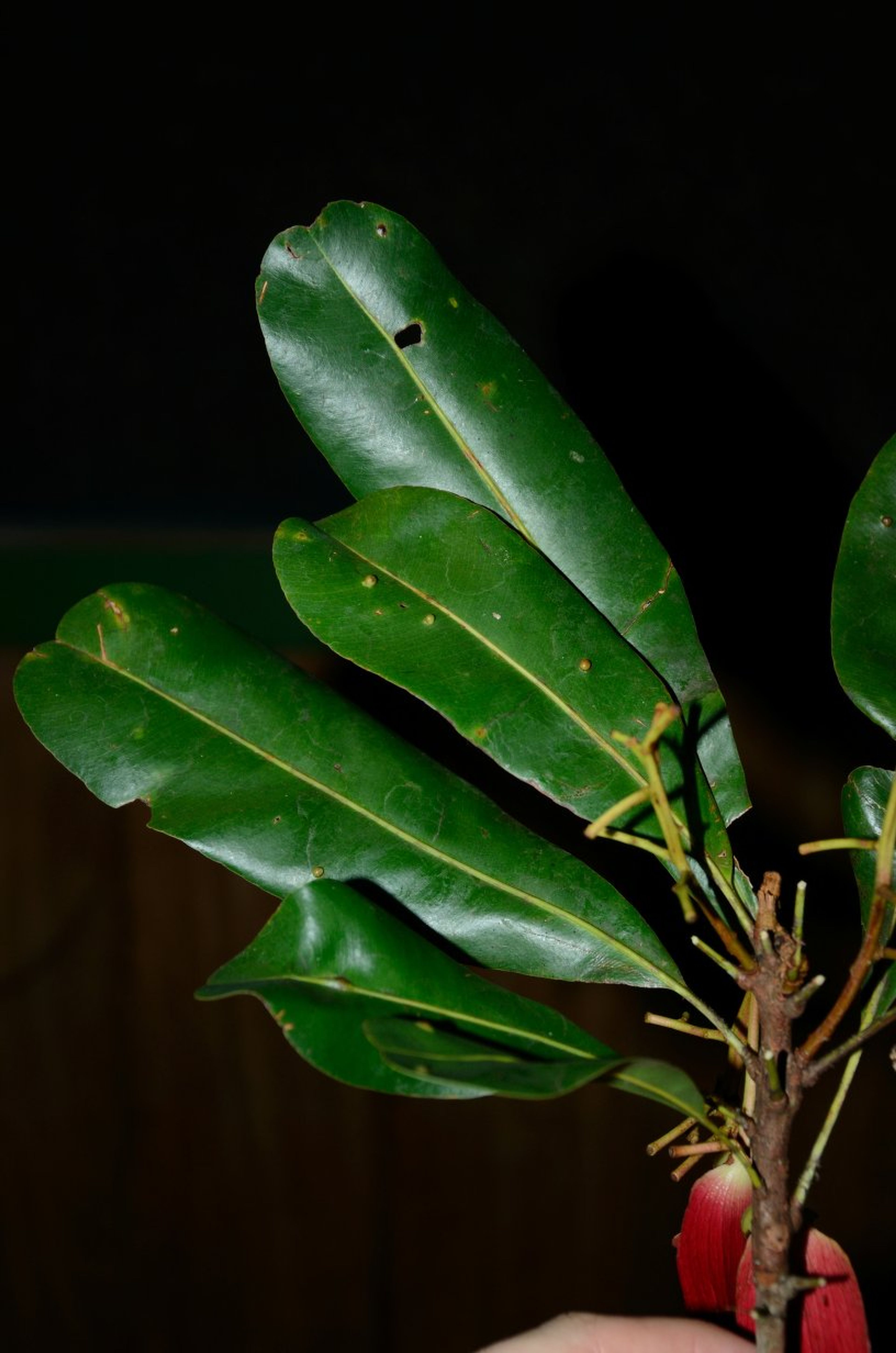 Lophira alata - 123