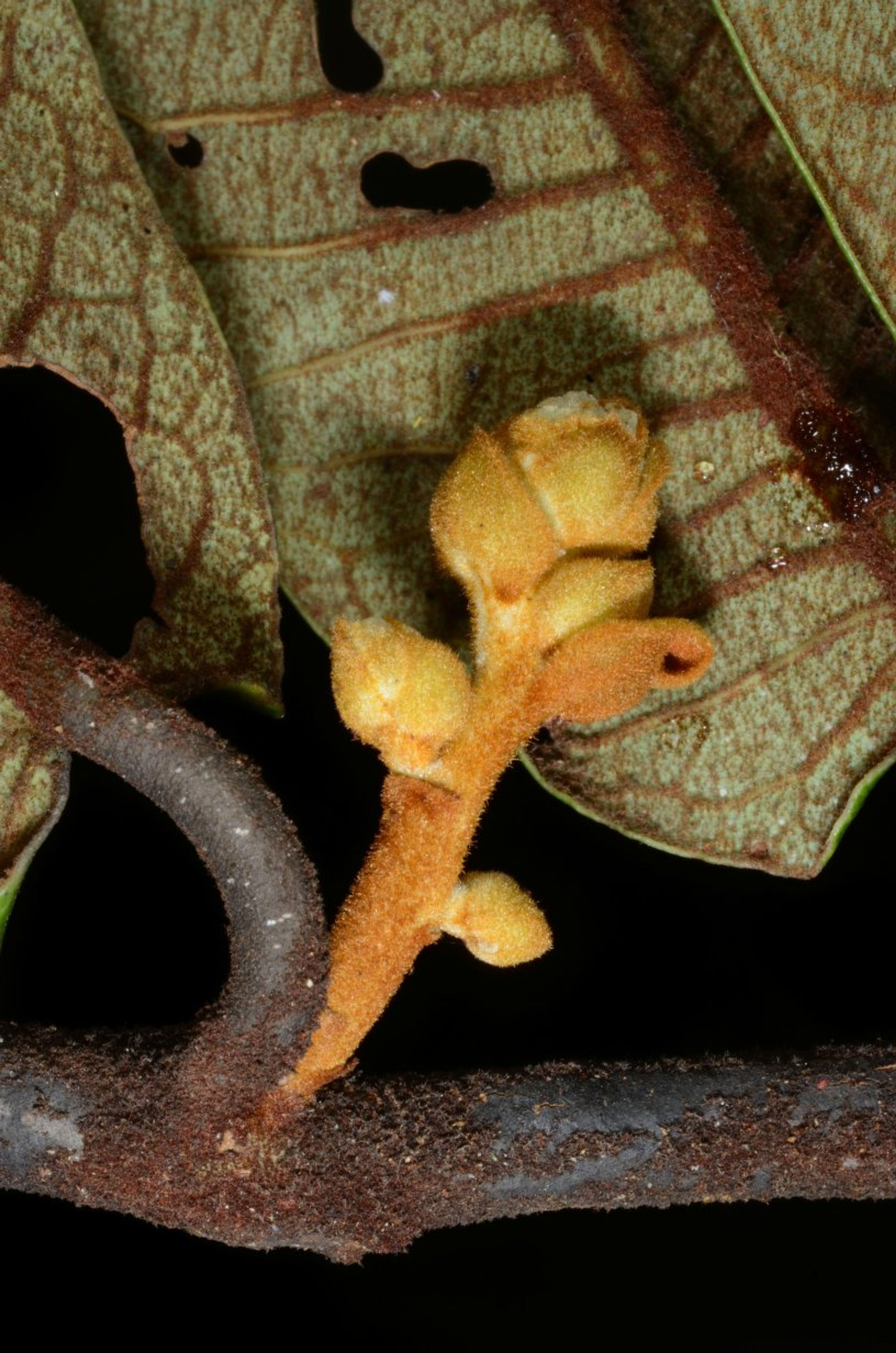 Pycnanthus angolensis - 141