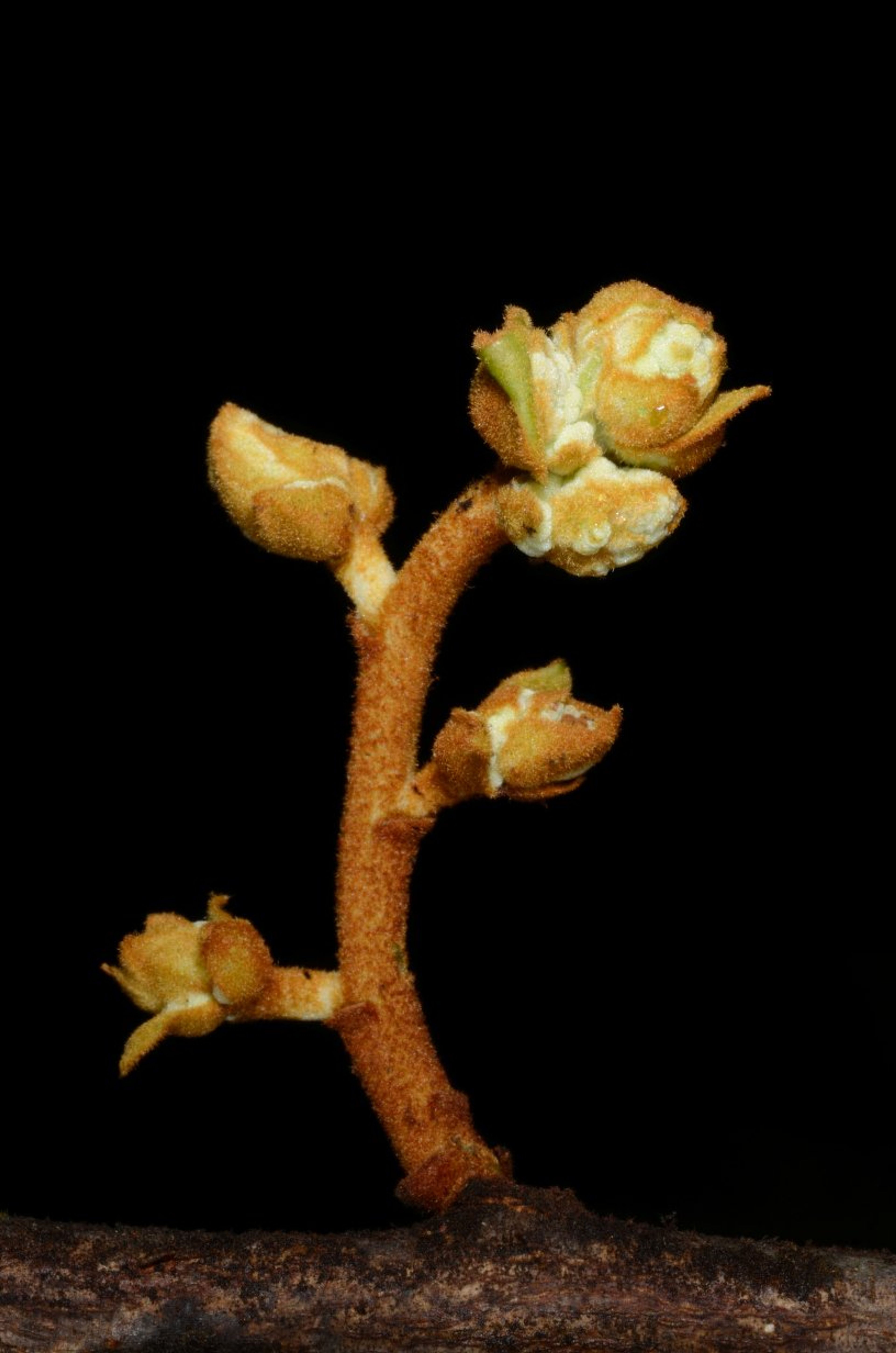 Pycnanthus angolensis - 76
