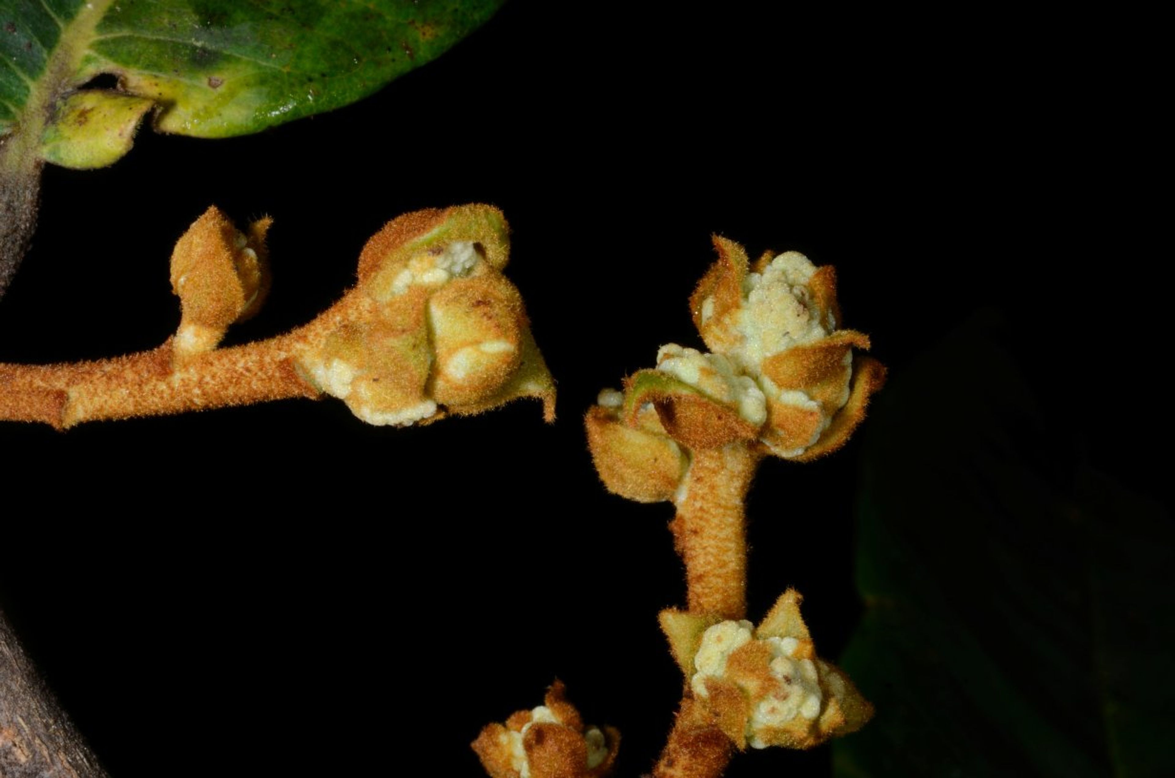 Pycnanthus angolensis - 122