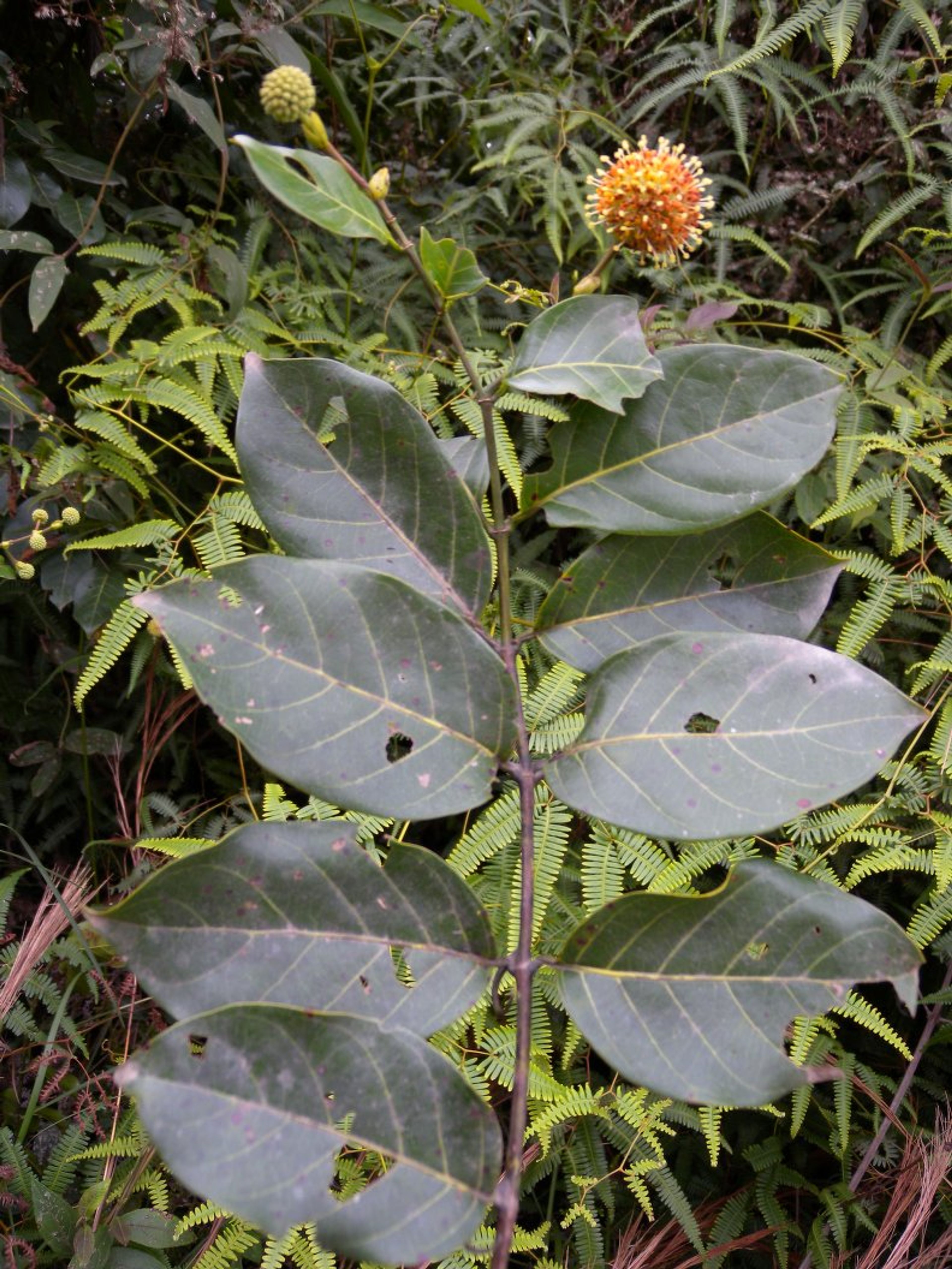 Uncaria guianensis - 44