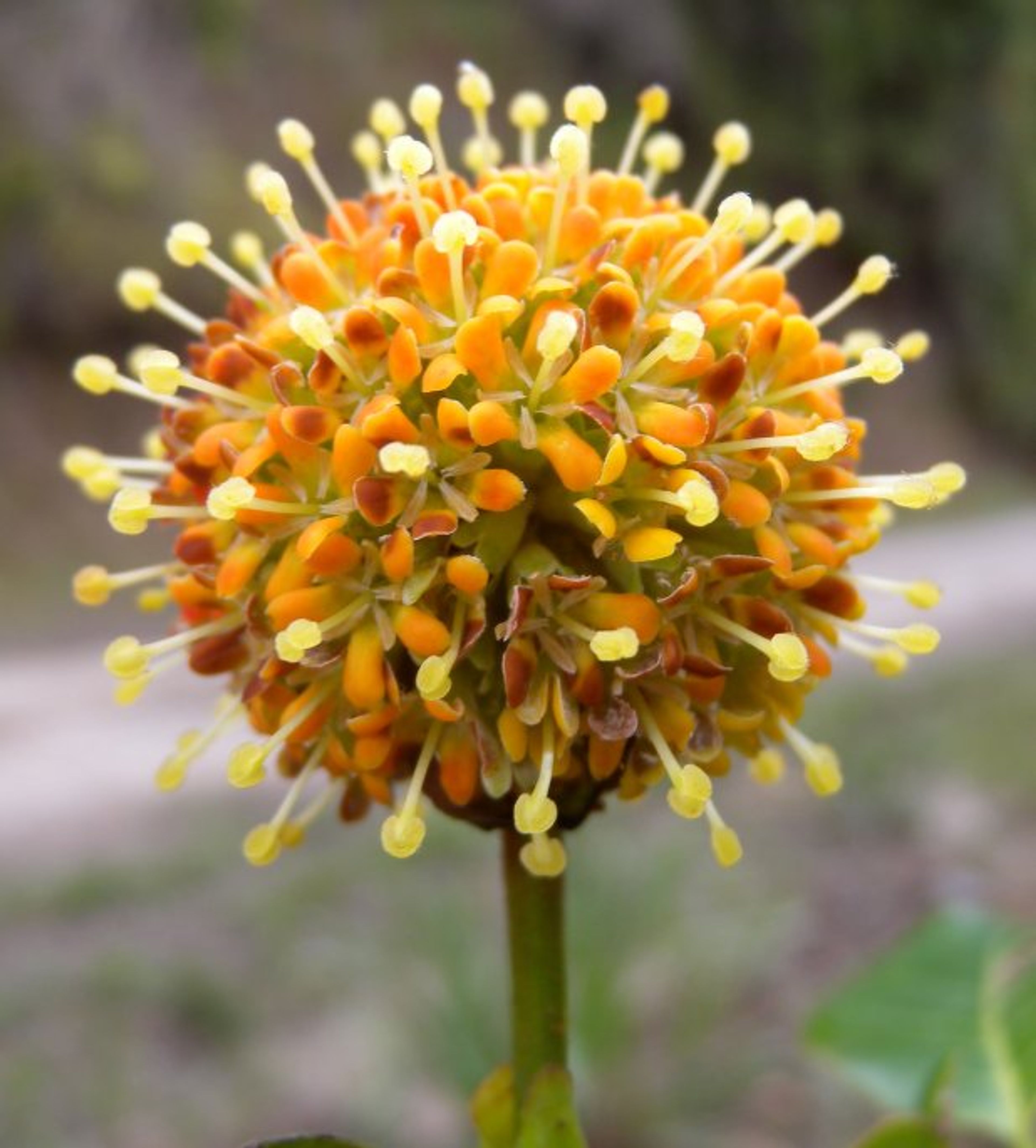Uncaria guianensis - 106