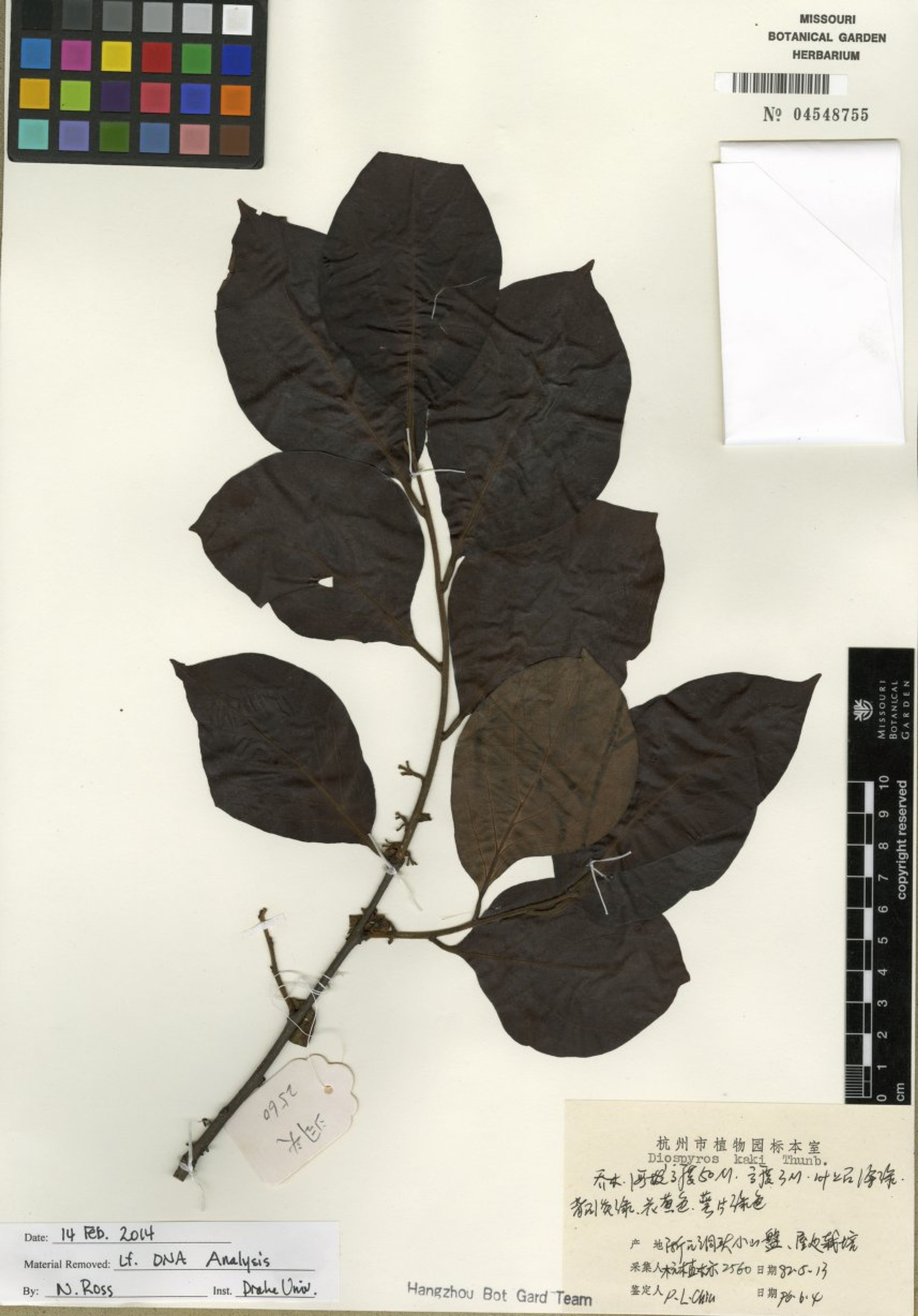 Diospyros kaki - 56