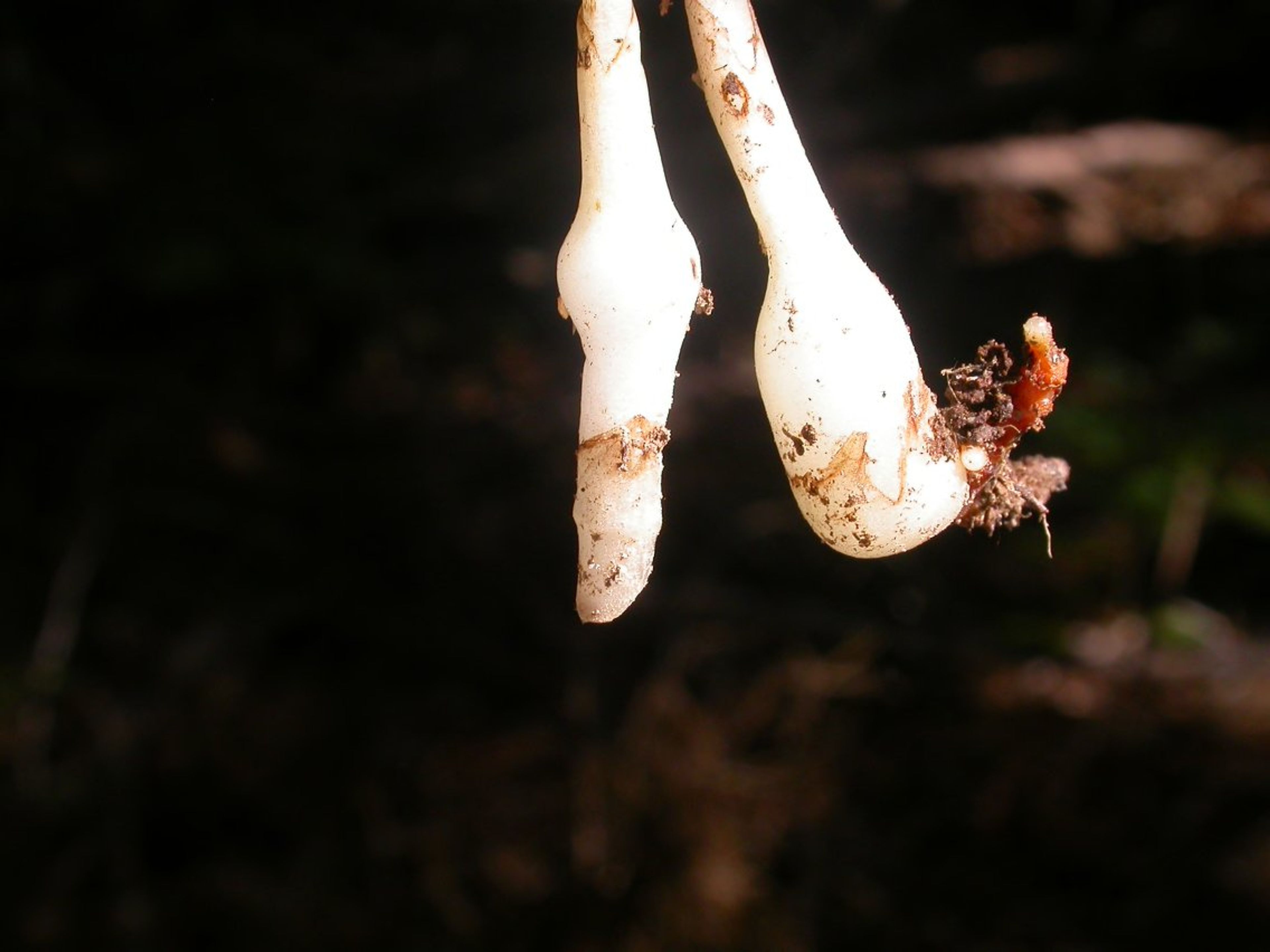 Corallorhiza odontorhiza - 84