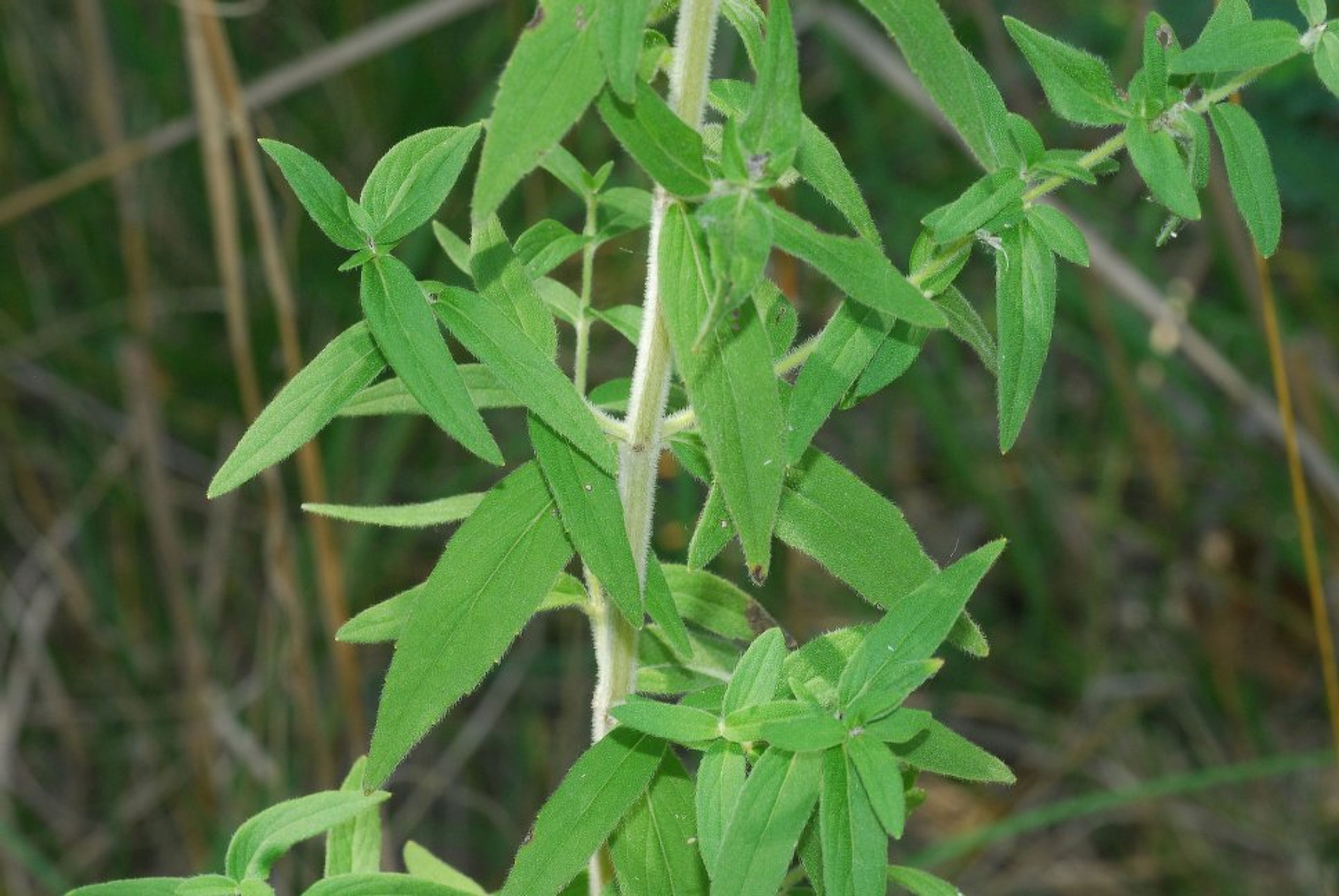 Pycnanthemum pilosum - 22