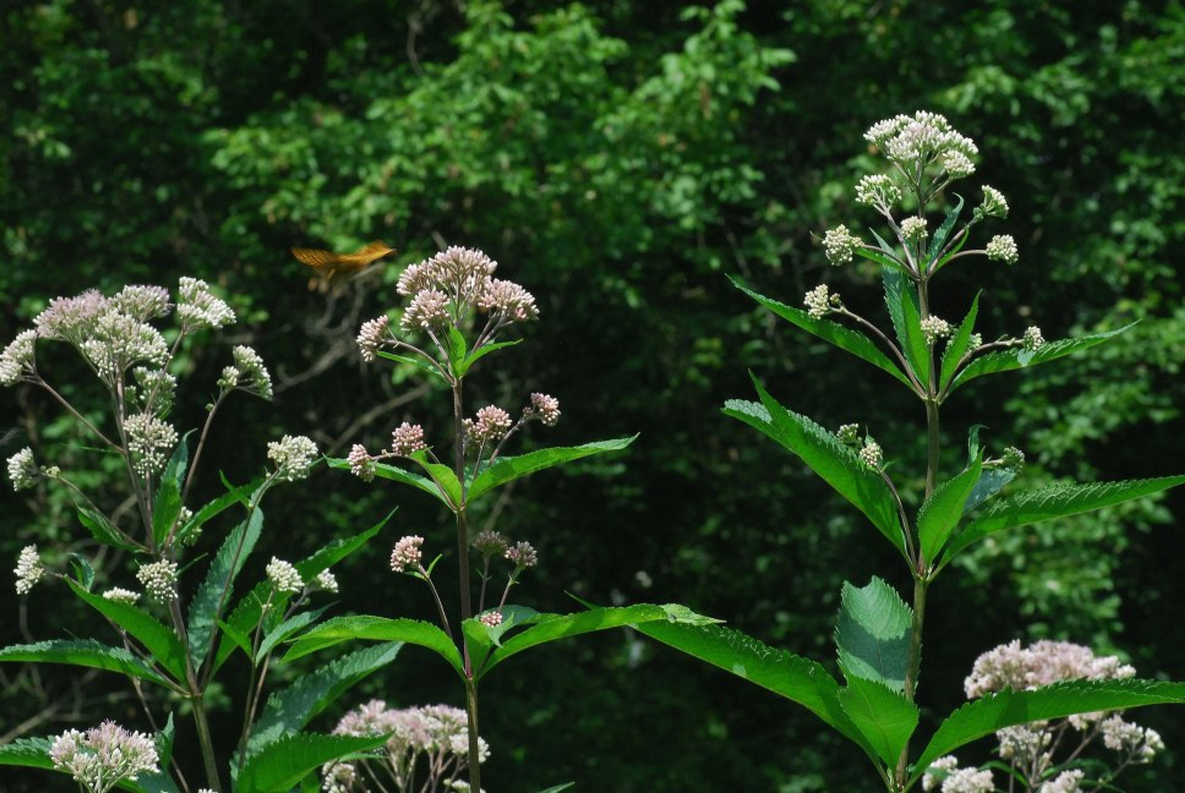 Eupatorium maculatum - 15