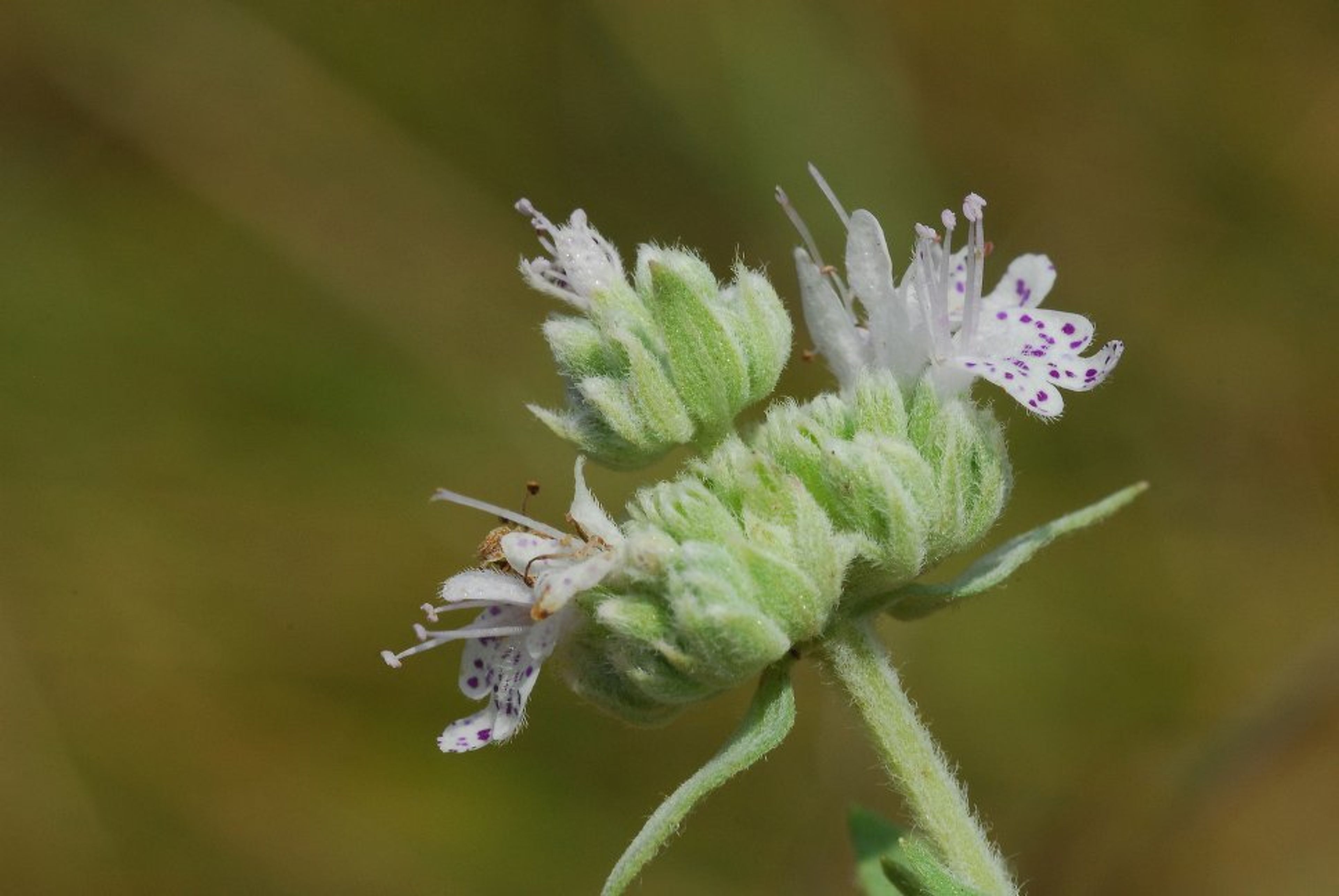 Pycnanthemum pilosum - 116