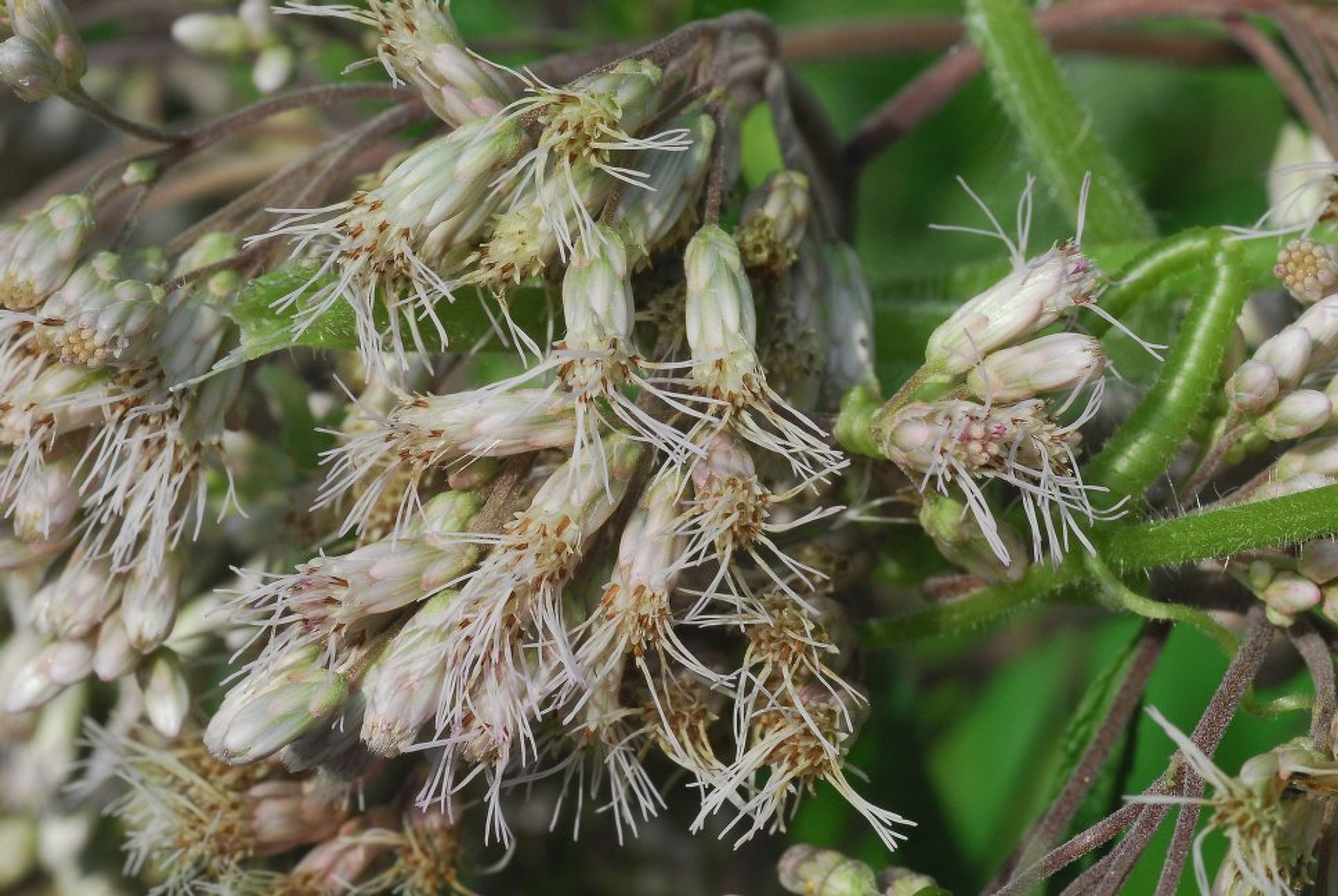 Eupatorium maculatum - 37
