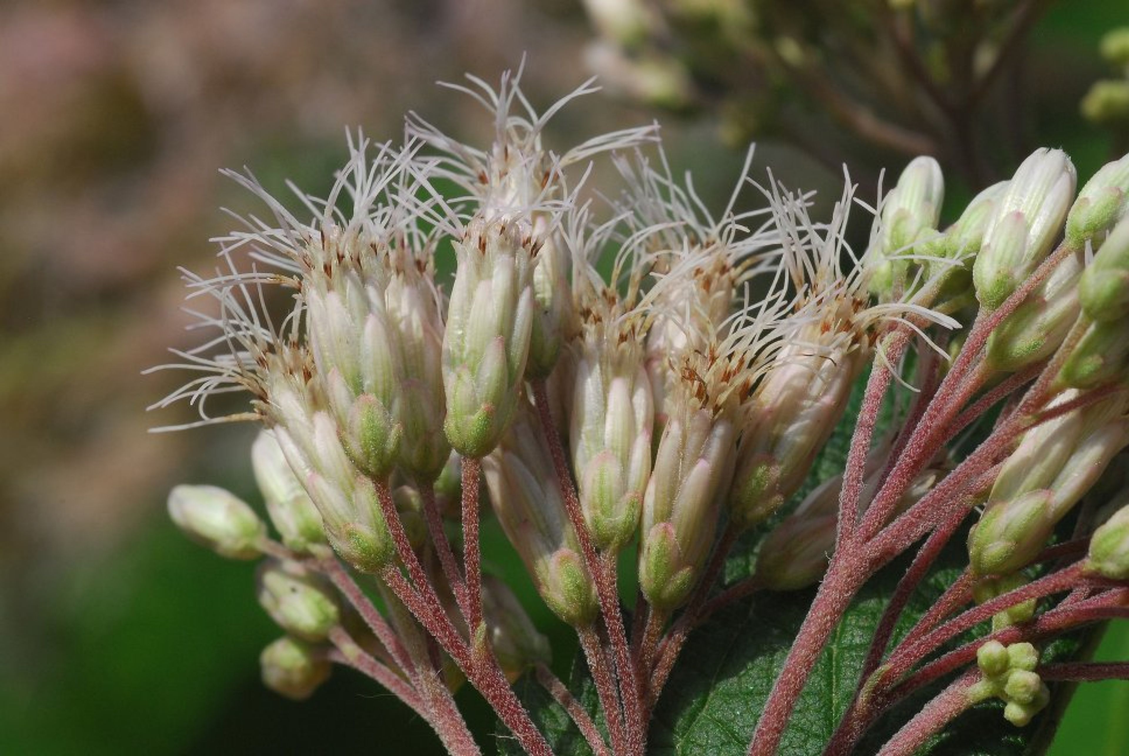 Eupatorium maculatum - 73