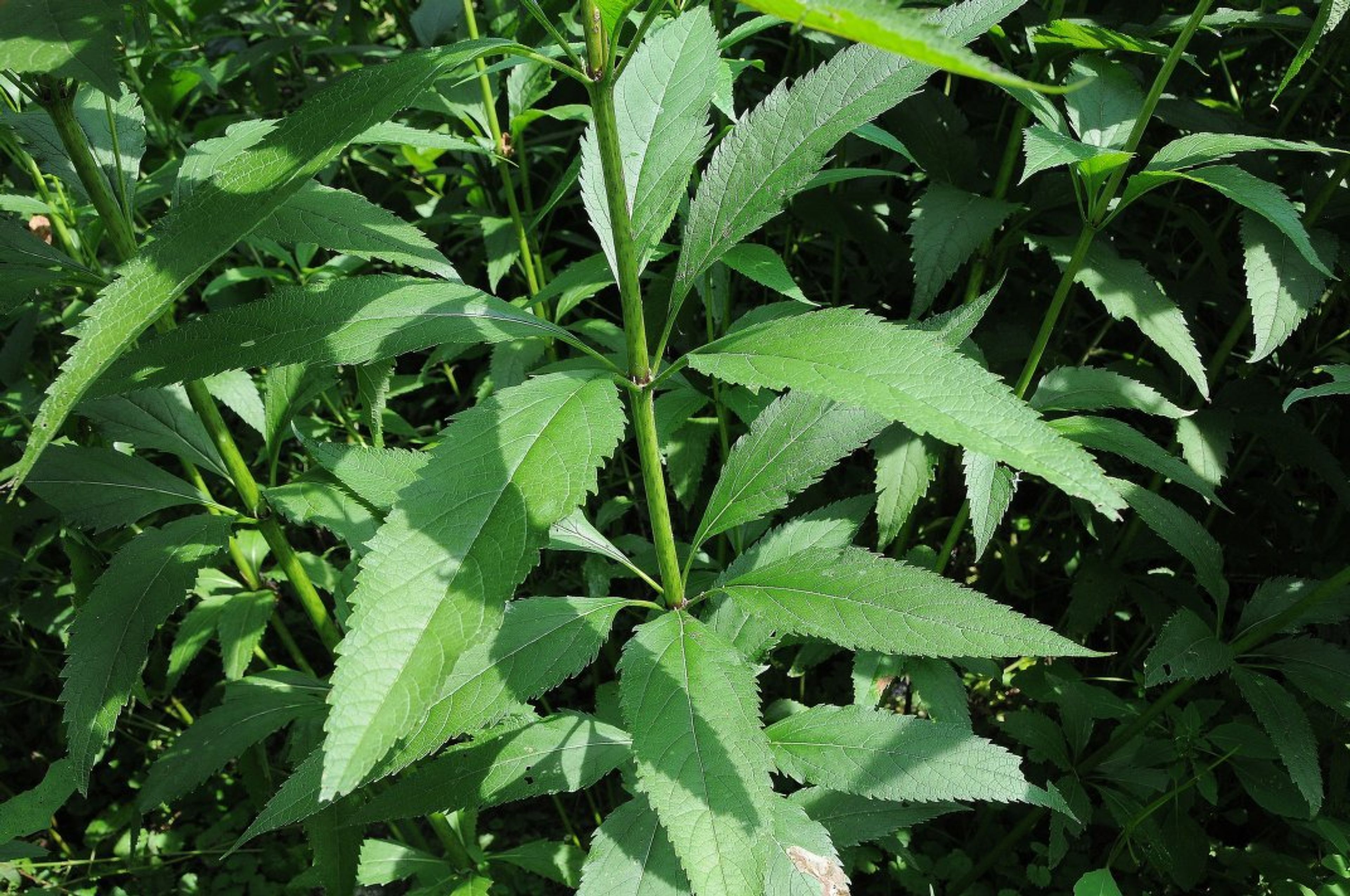Eupatorium maculatum - 11