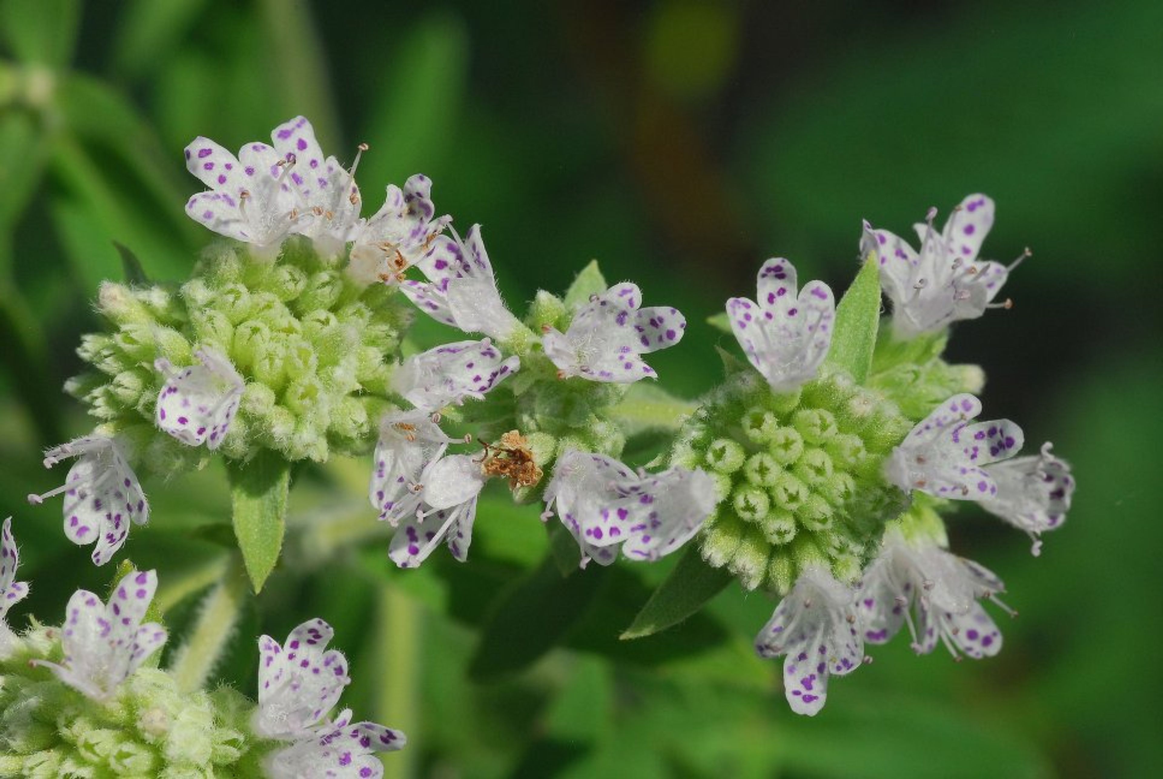Pycnanthemum pilosum - 124