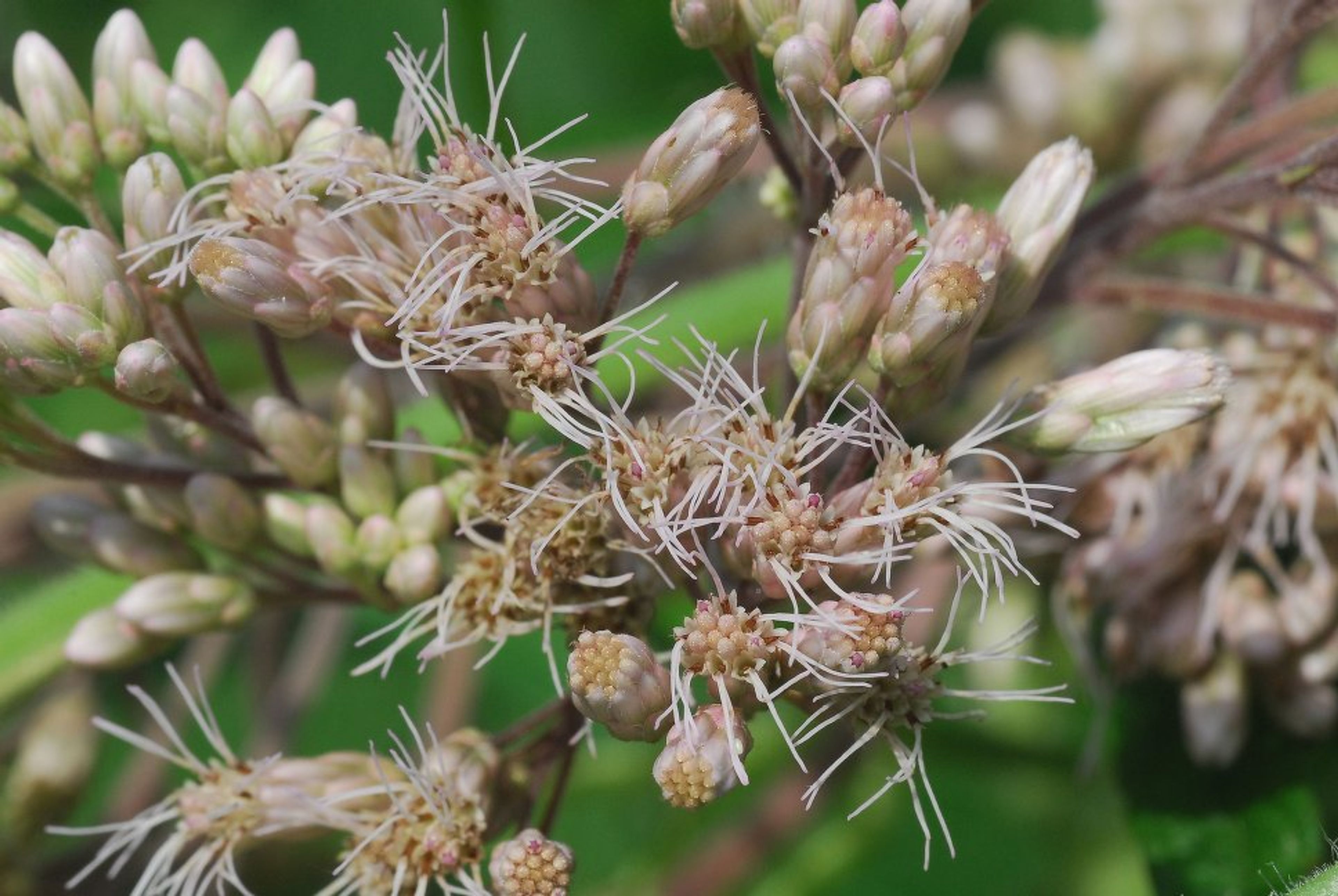 Eupatorium maculatum - 39