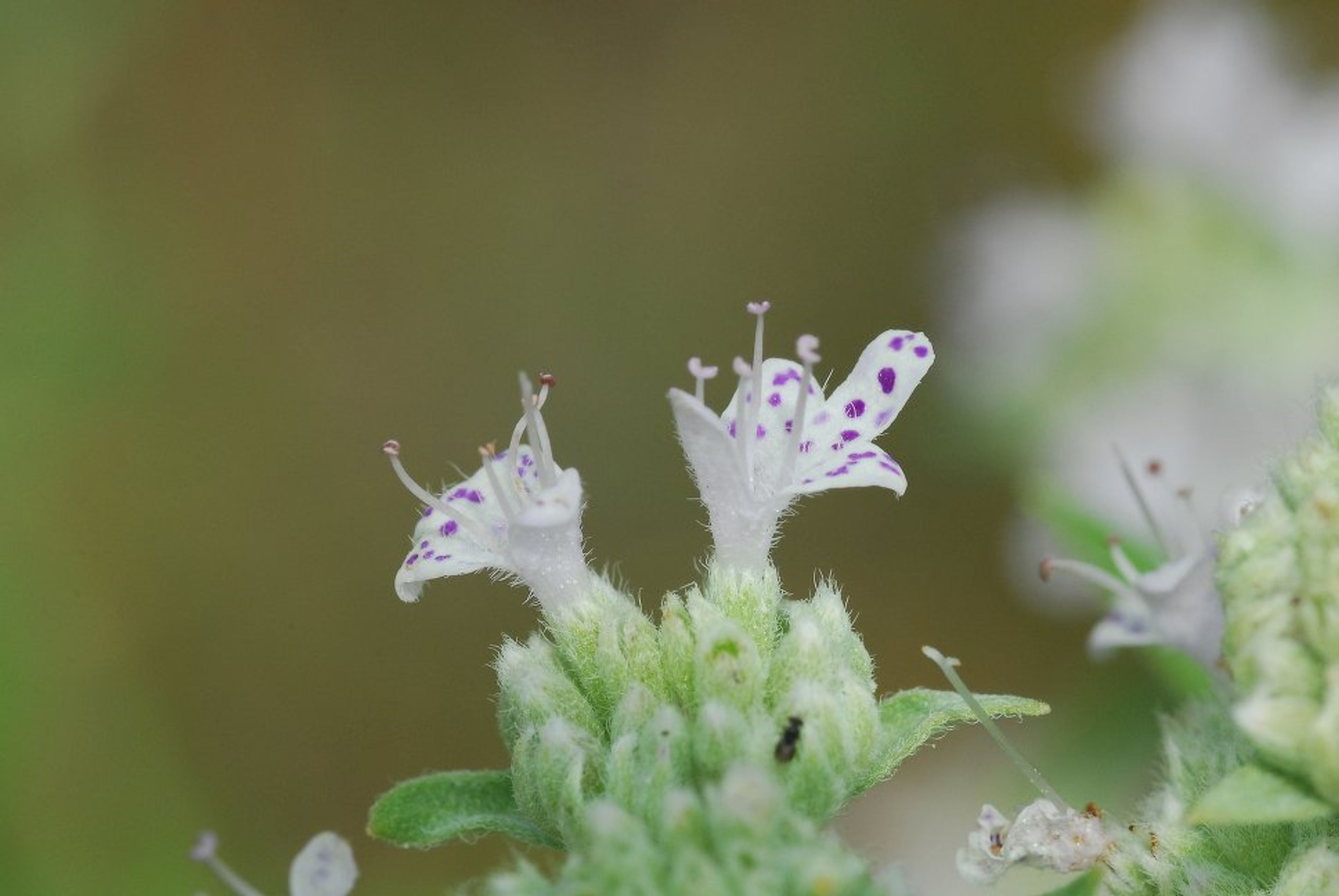 Pycnanthemum pilosum - 108
