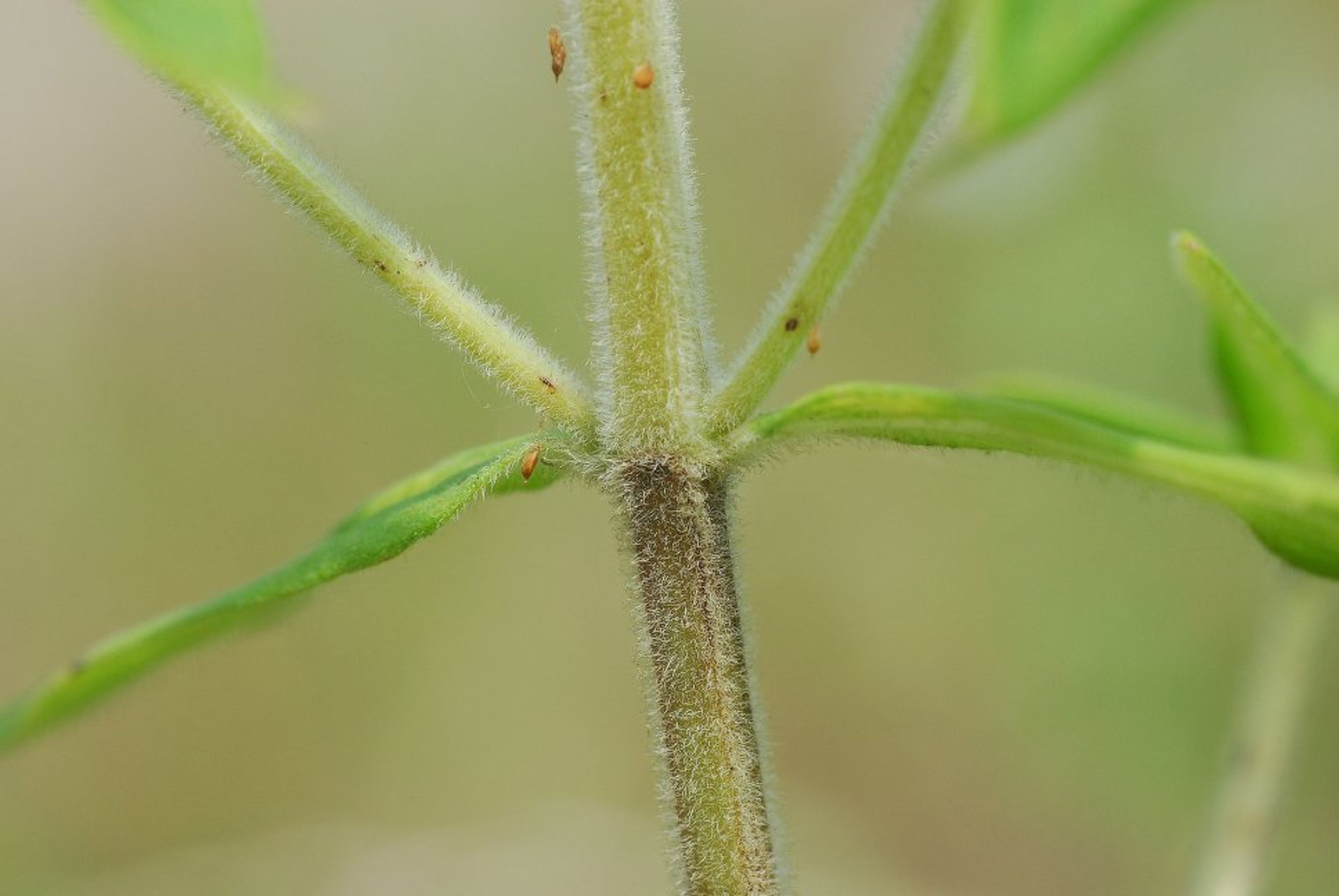 Pycnanthemum pilosum - 37