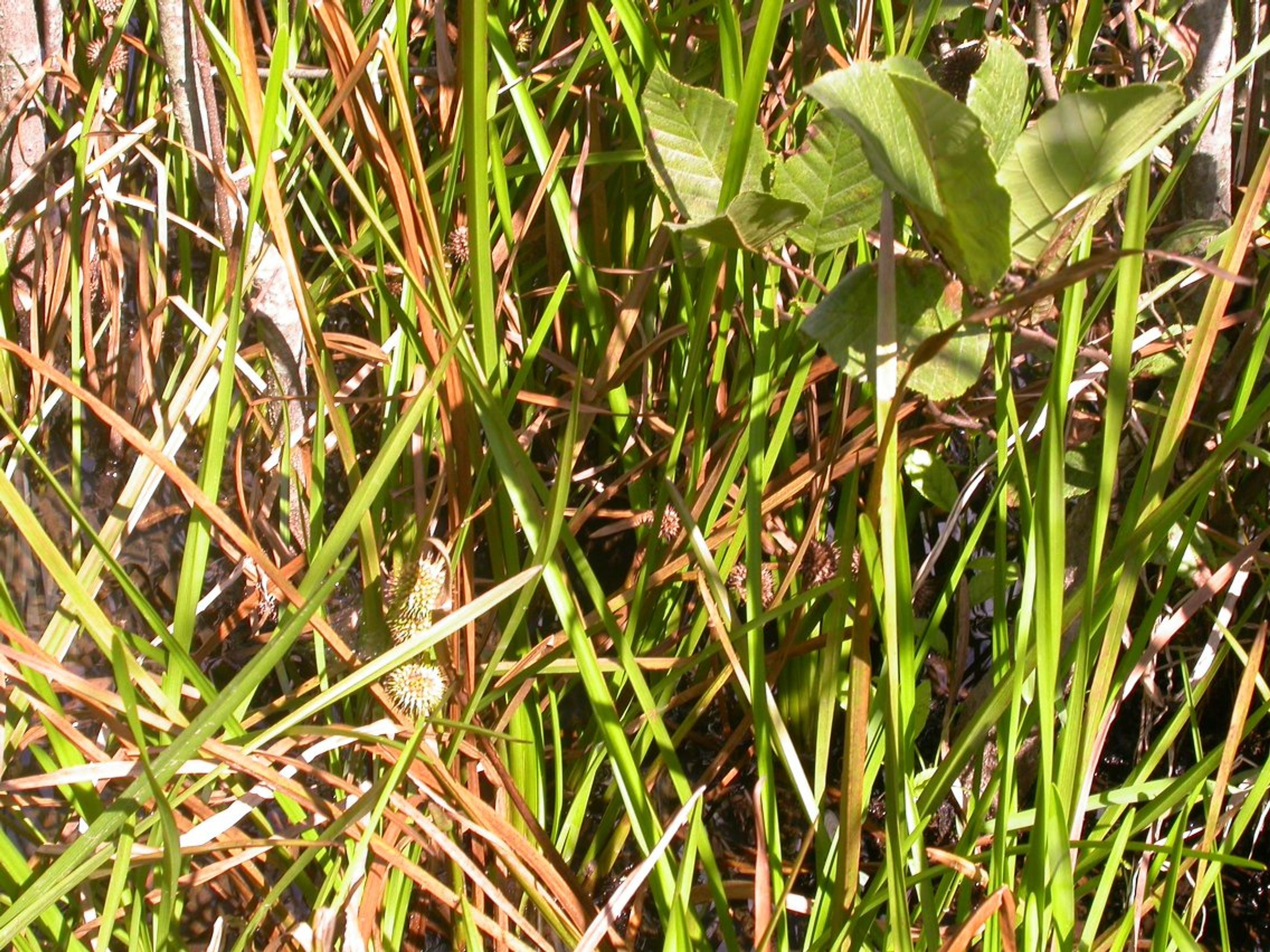 Sparganium androcladum - 179