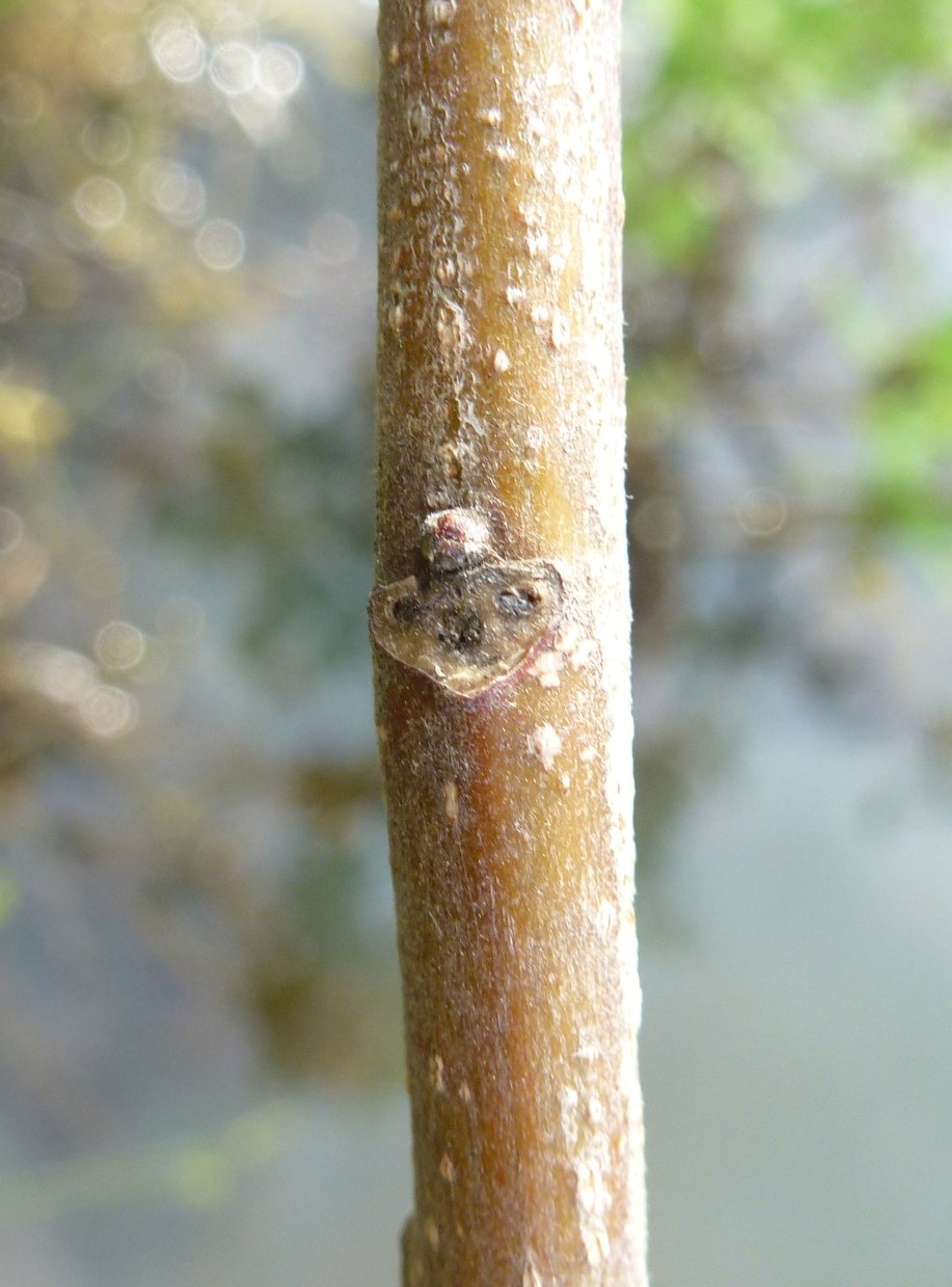 Leitneria floridana - 81