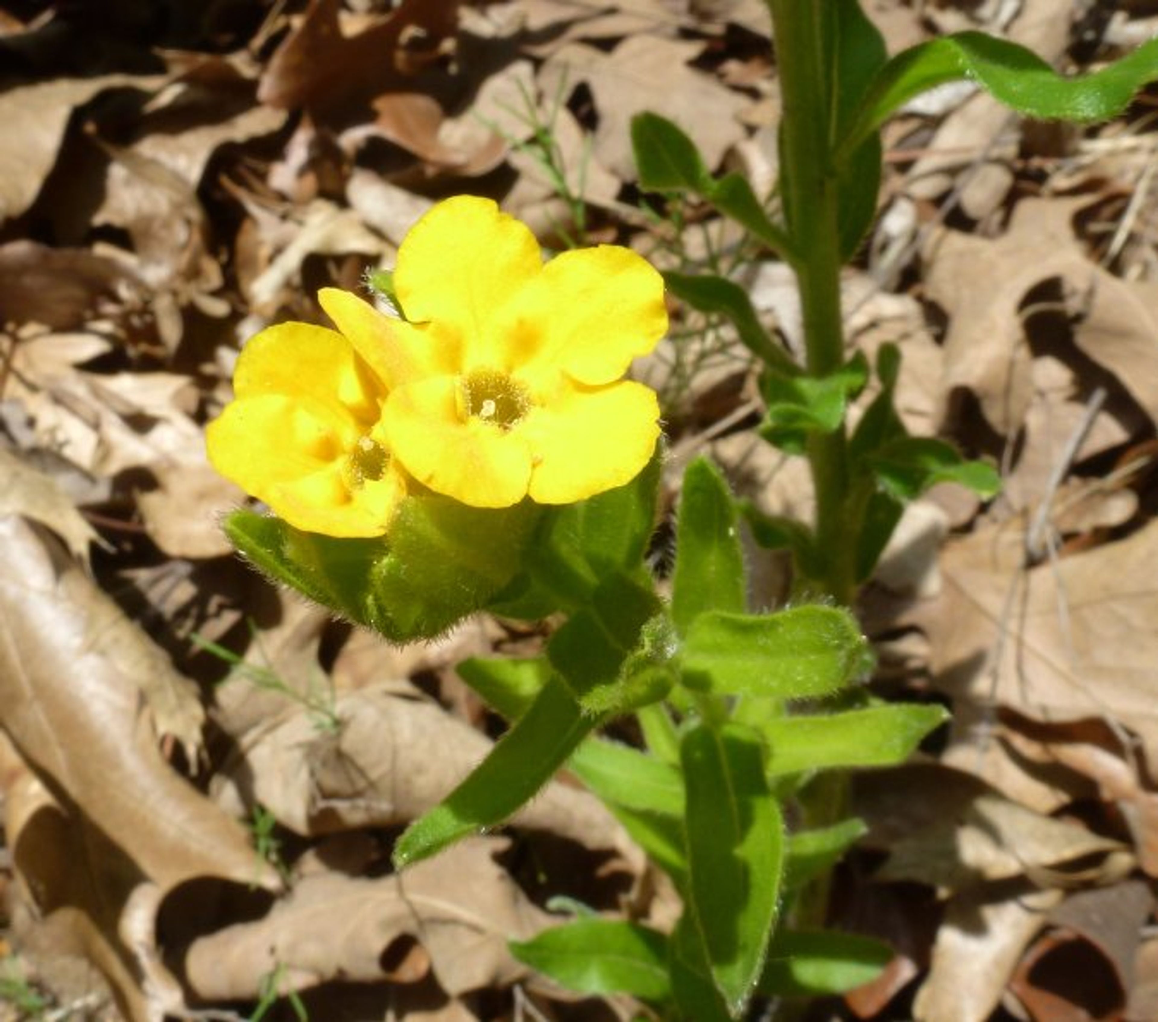 Lithospermum caroliniense - 106