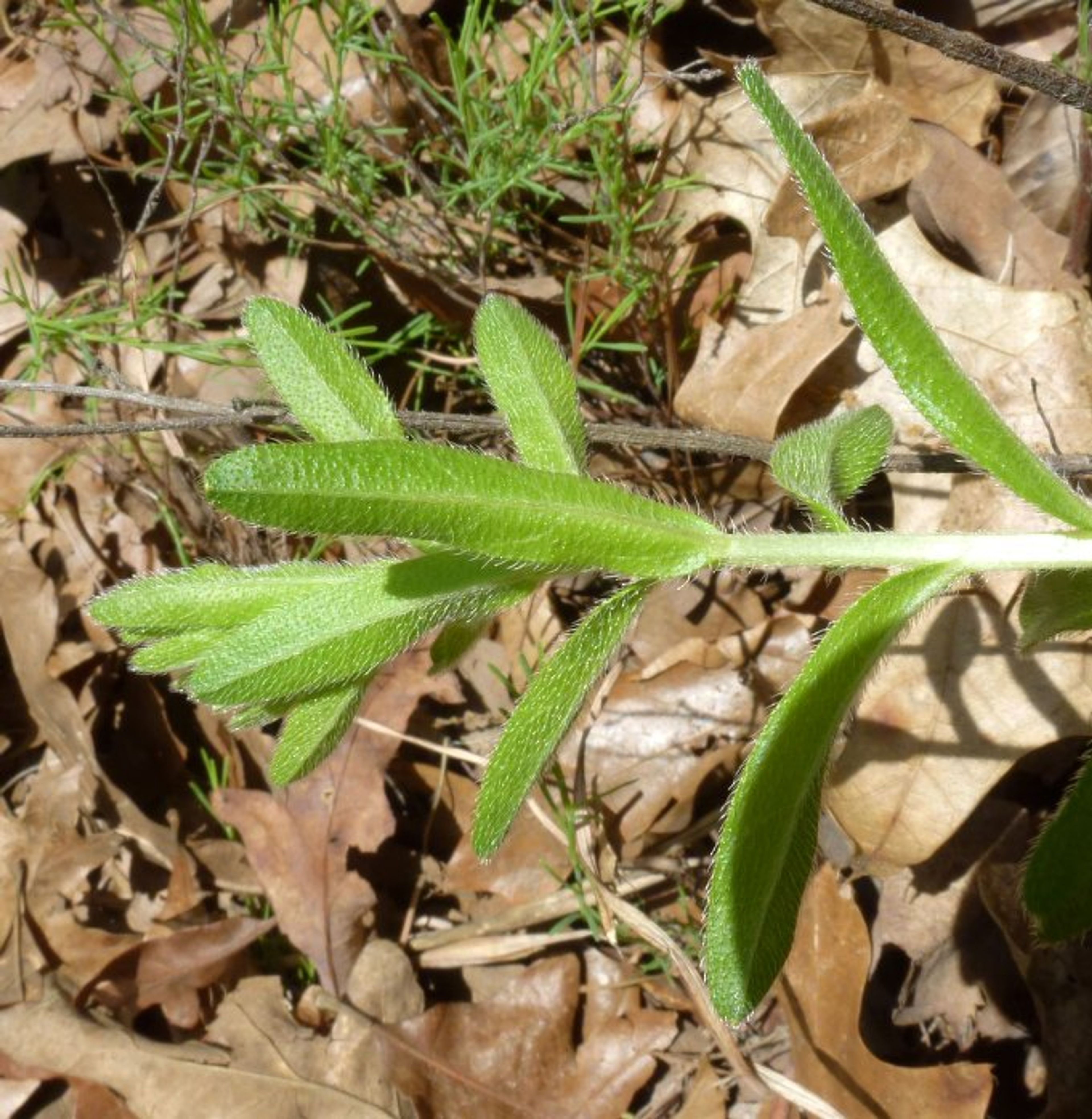 Lithospermum caroliniense - 3