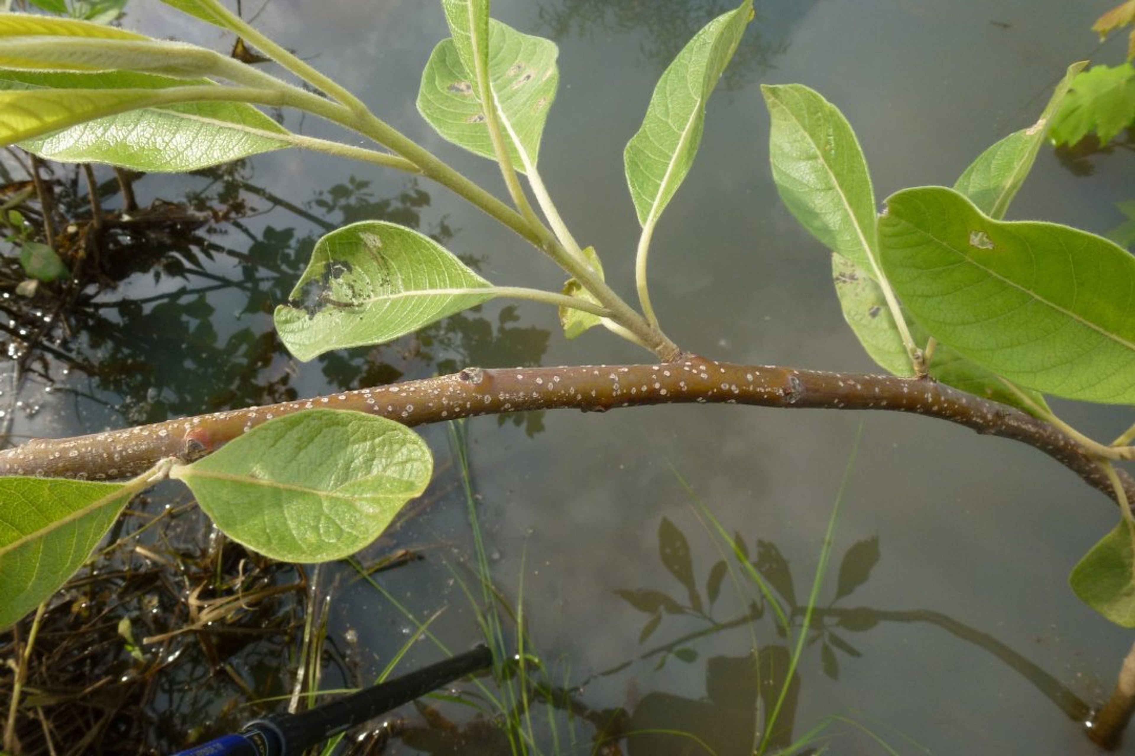 Leitneria floridana - 6