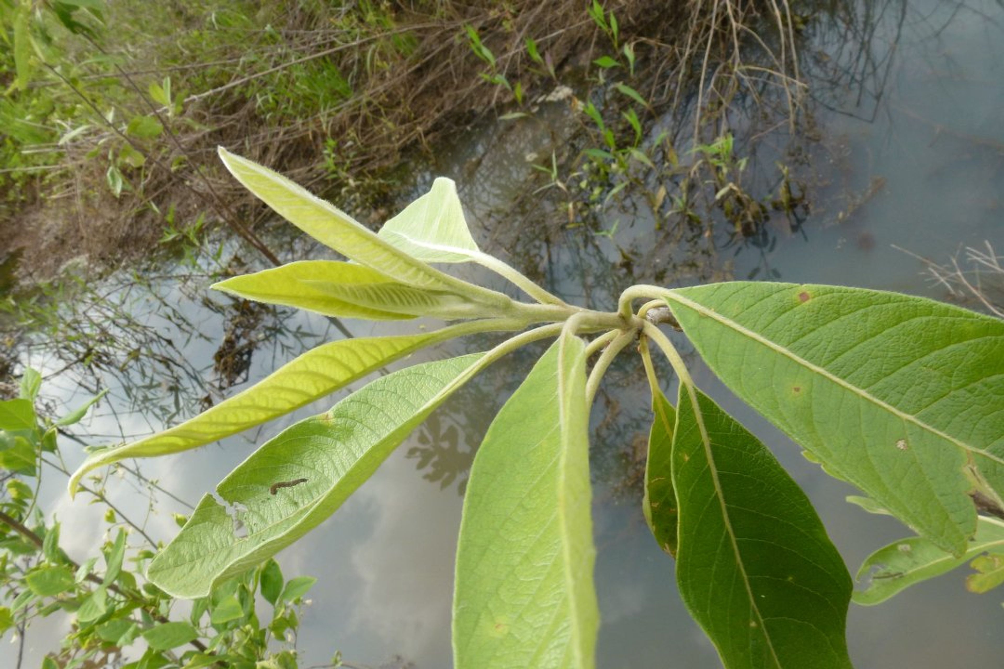 Leitneria floridana - 115