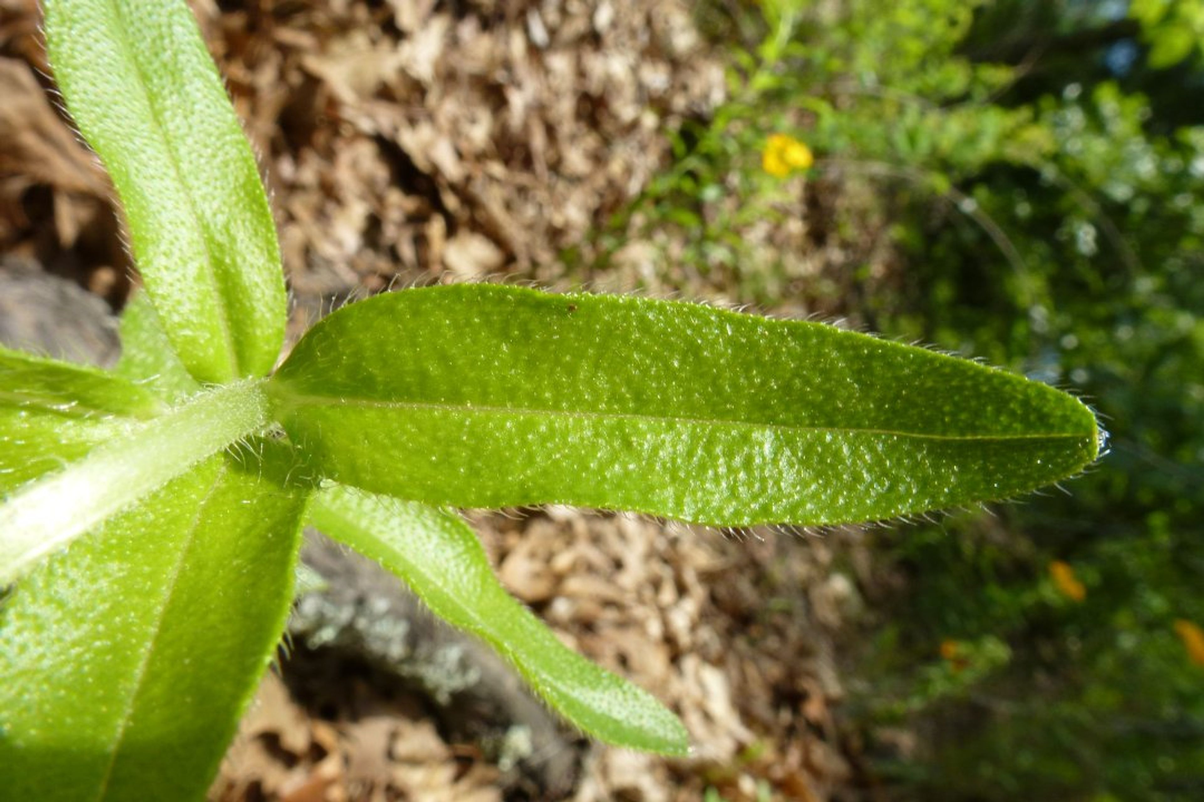 Lithospermum caroliniense - 6