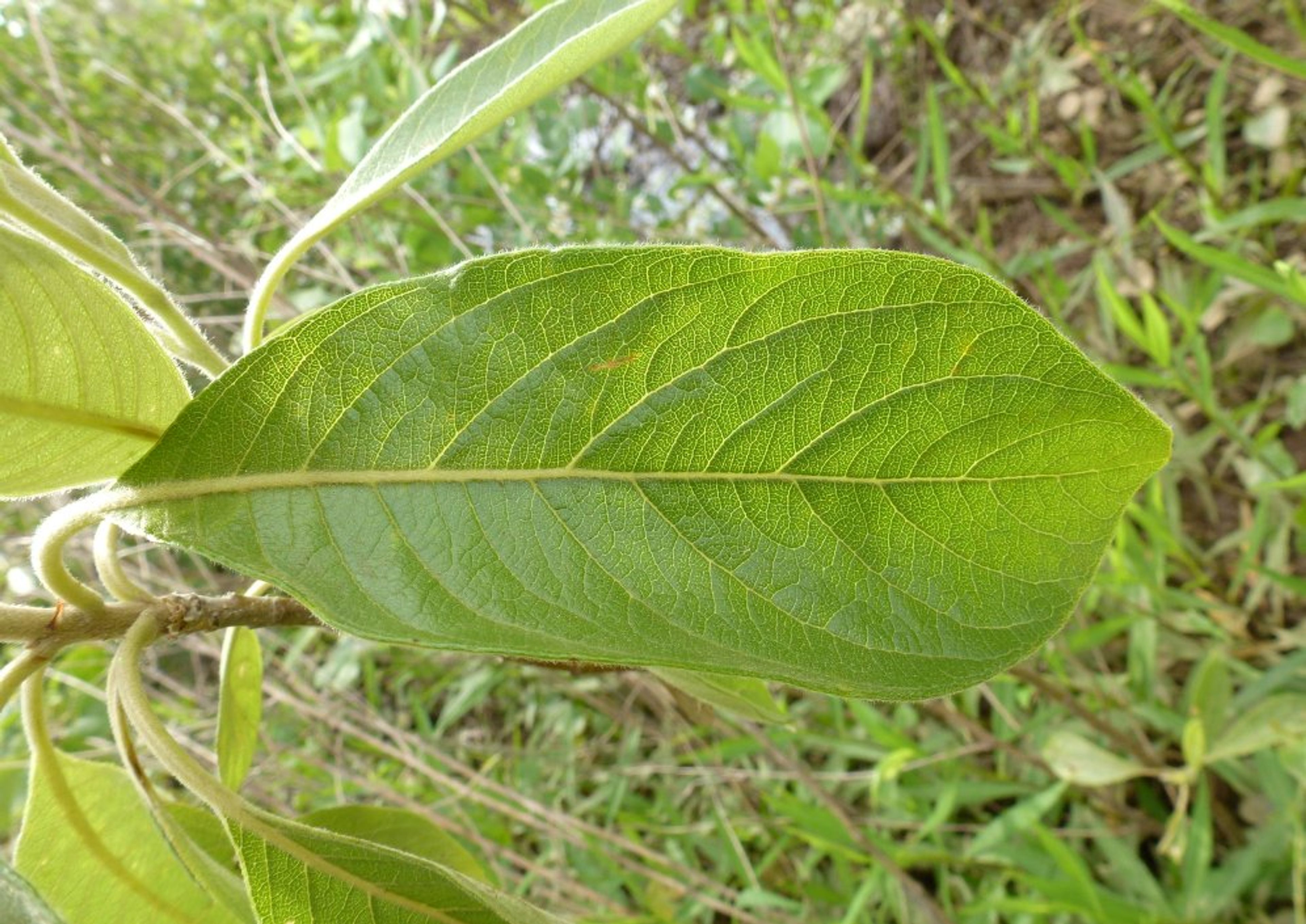 Leitneria floridana - 259