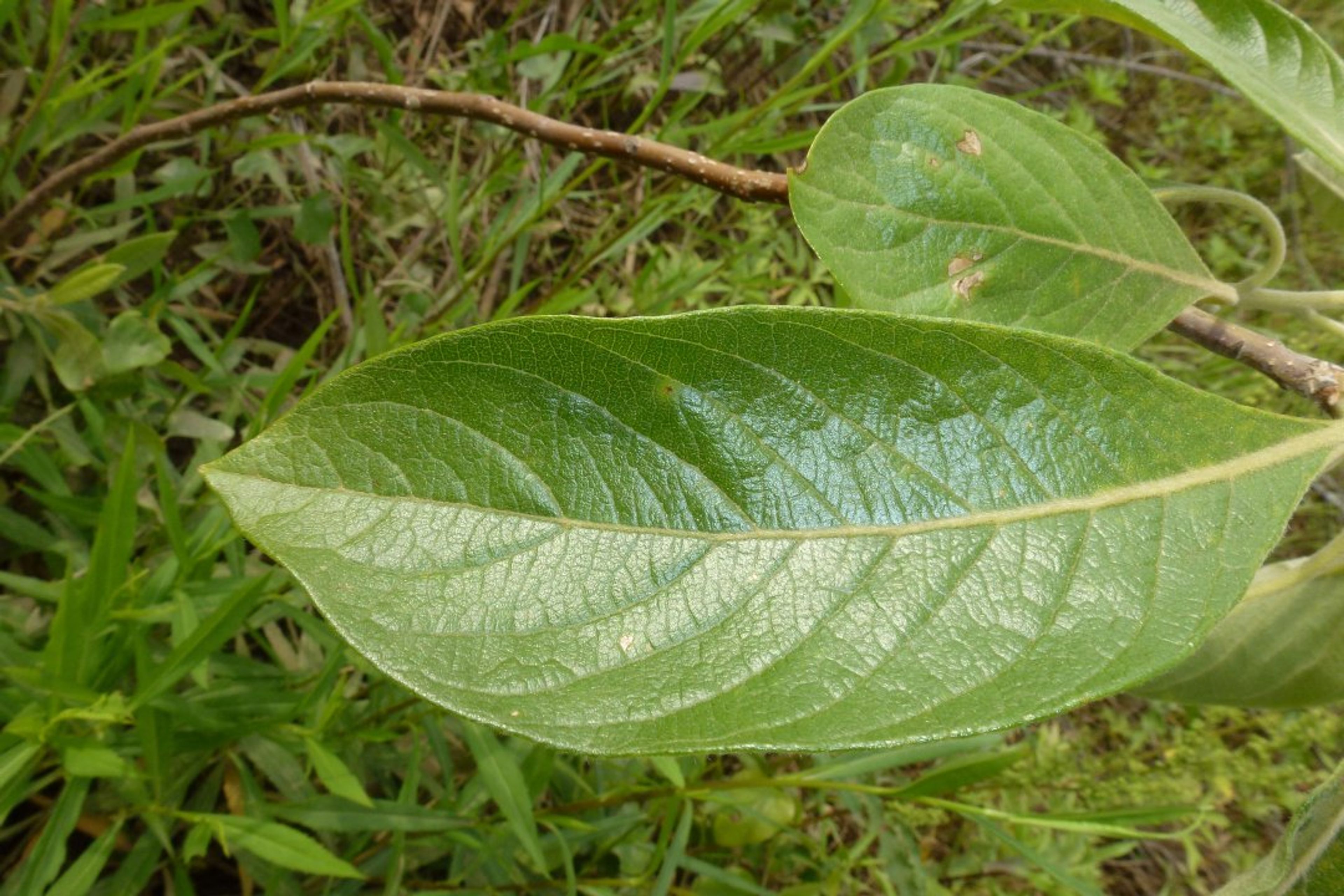 Leitneria floridana - 123