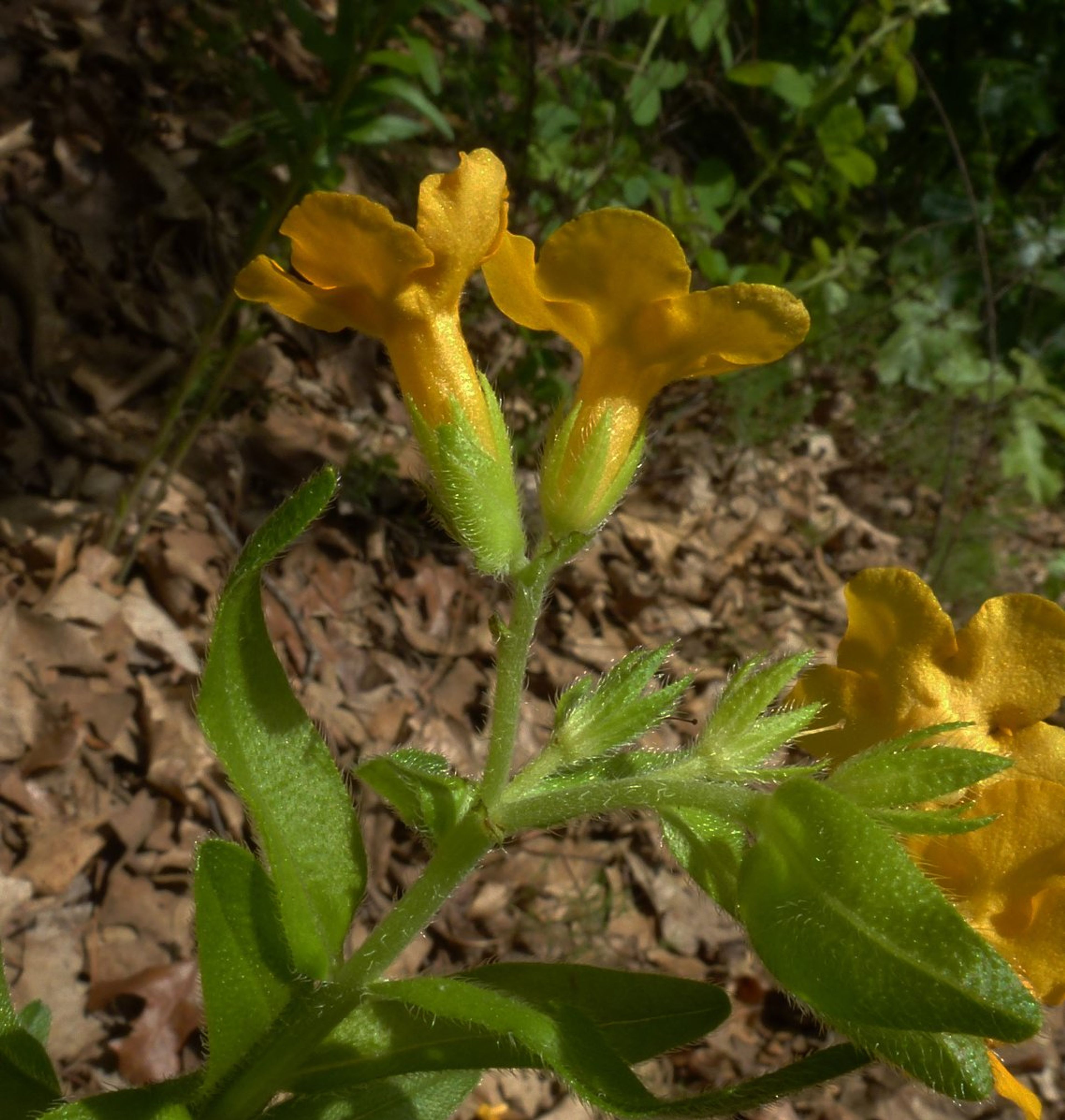 Lithospermum caroliniense - 37