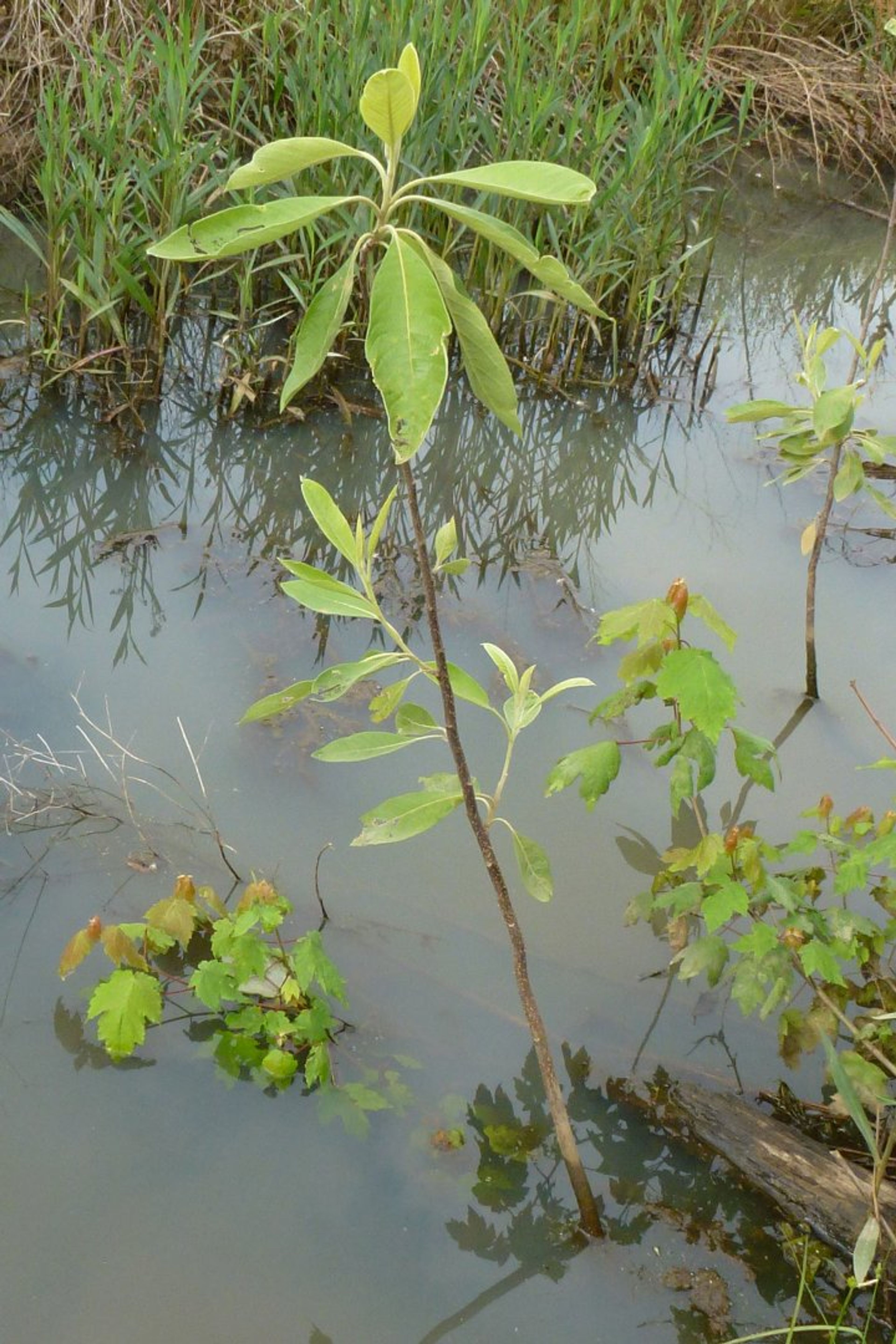 Leitneria floridana - 21