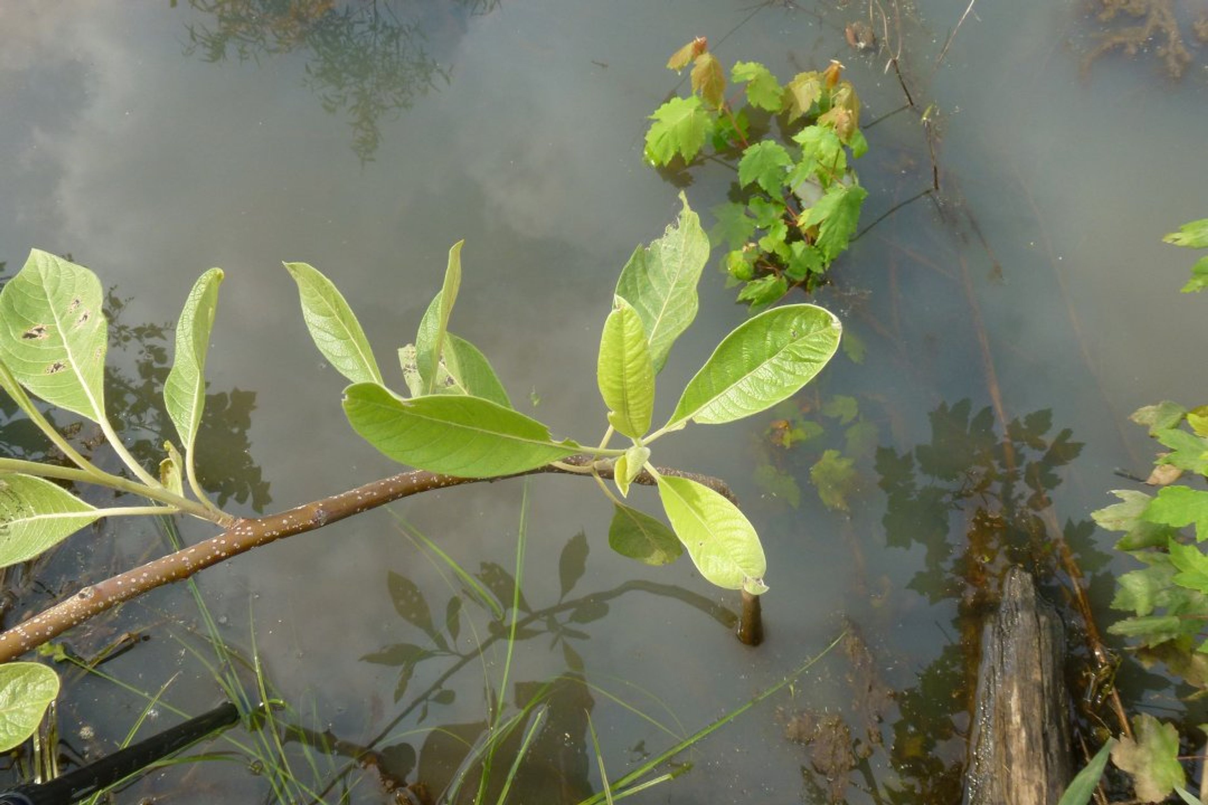 Leitneria floridana - 133