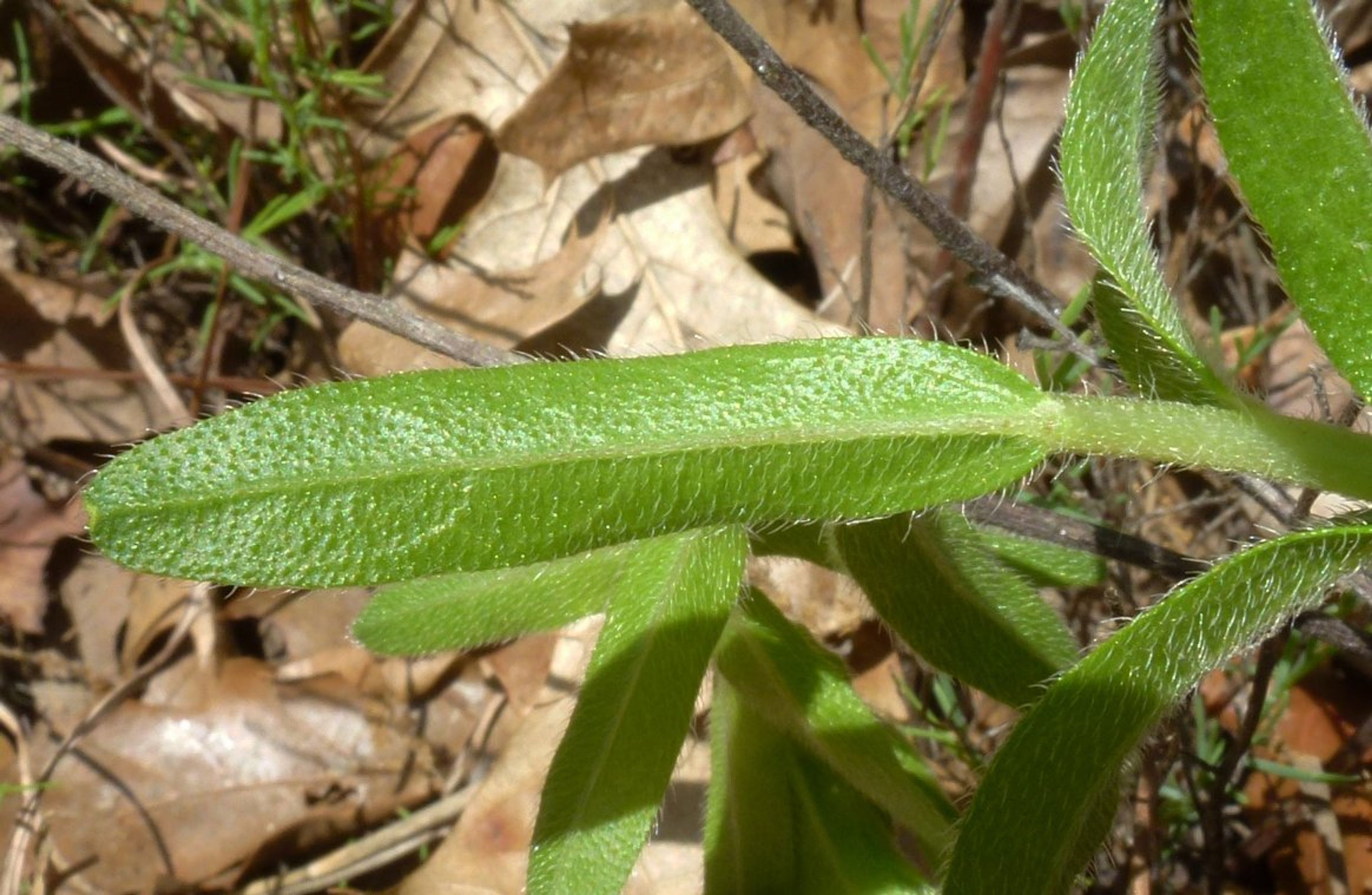 Lithospermum caroliniense - 39