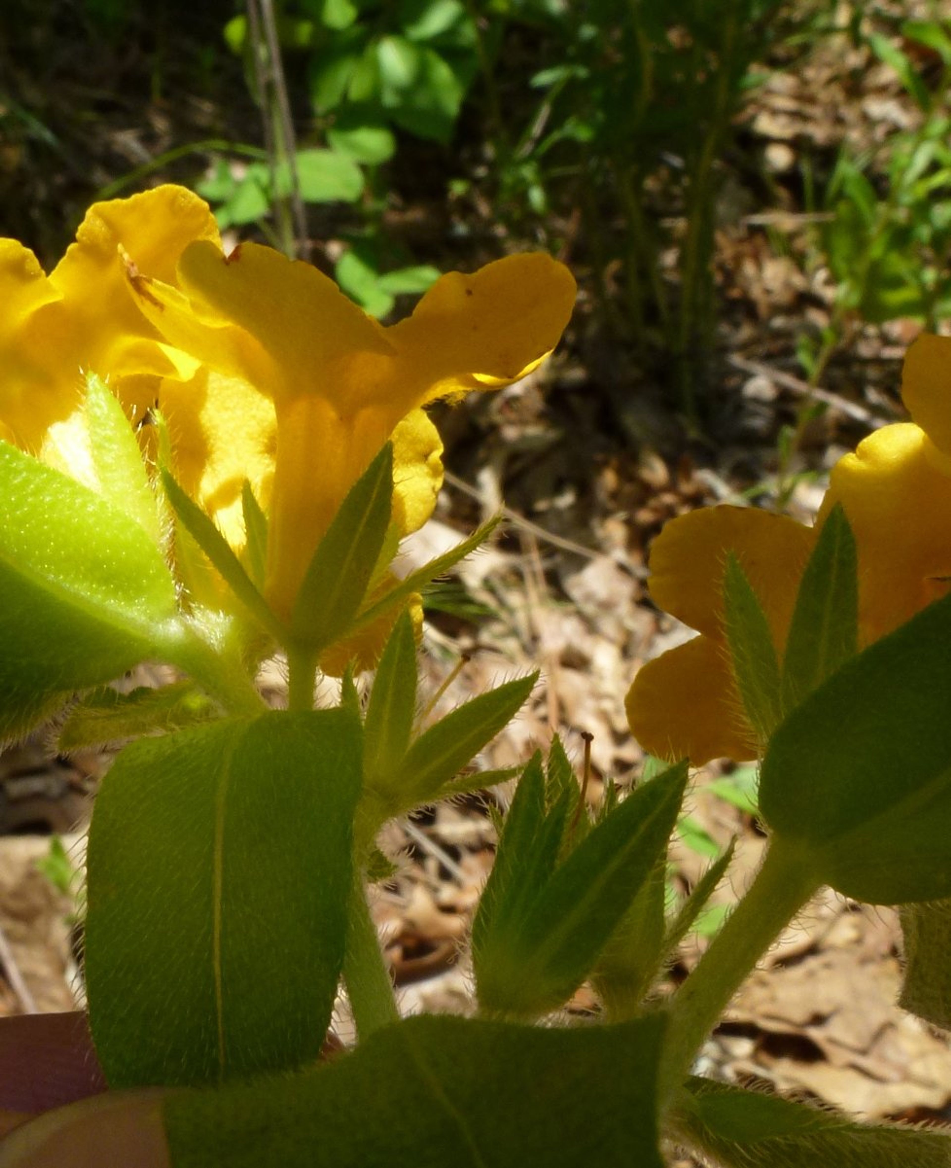 Lithospermum caroliniense - 102
