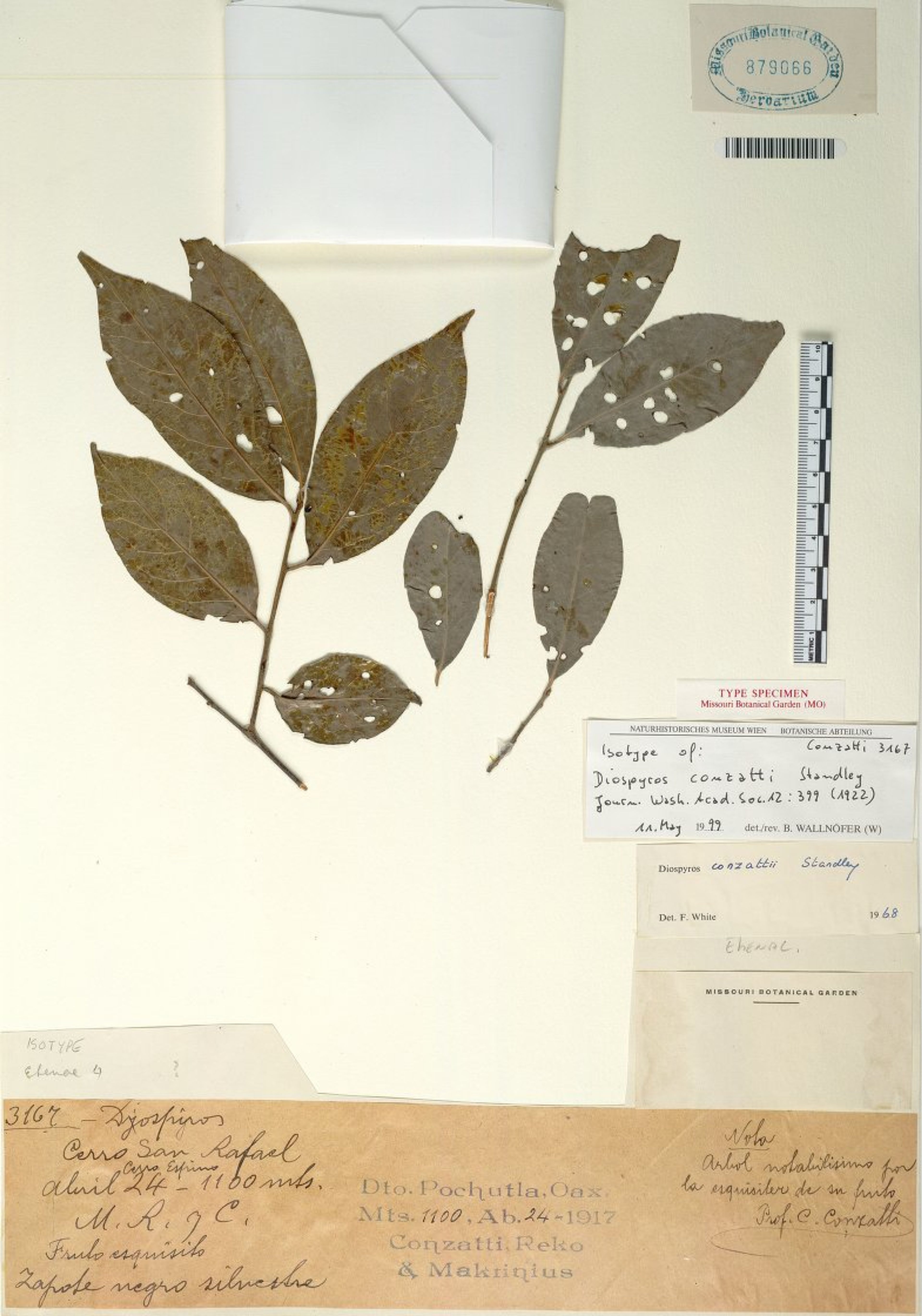 Diospyros conzattii - 7