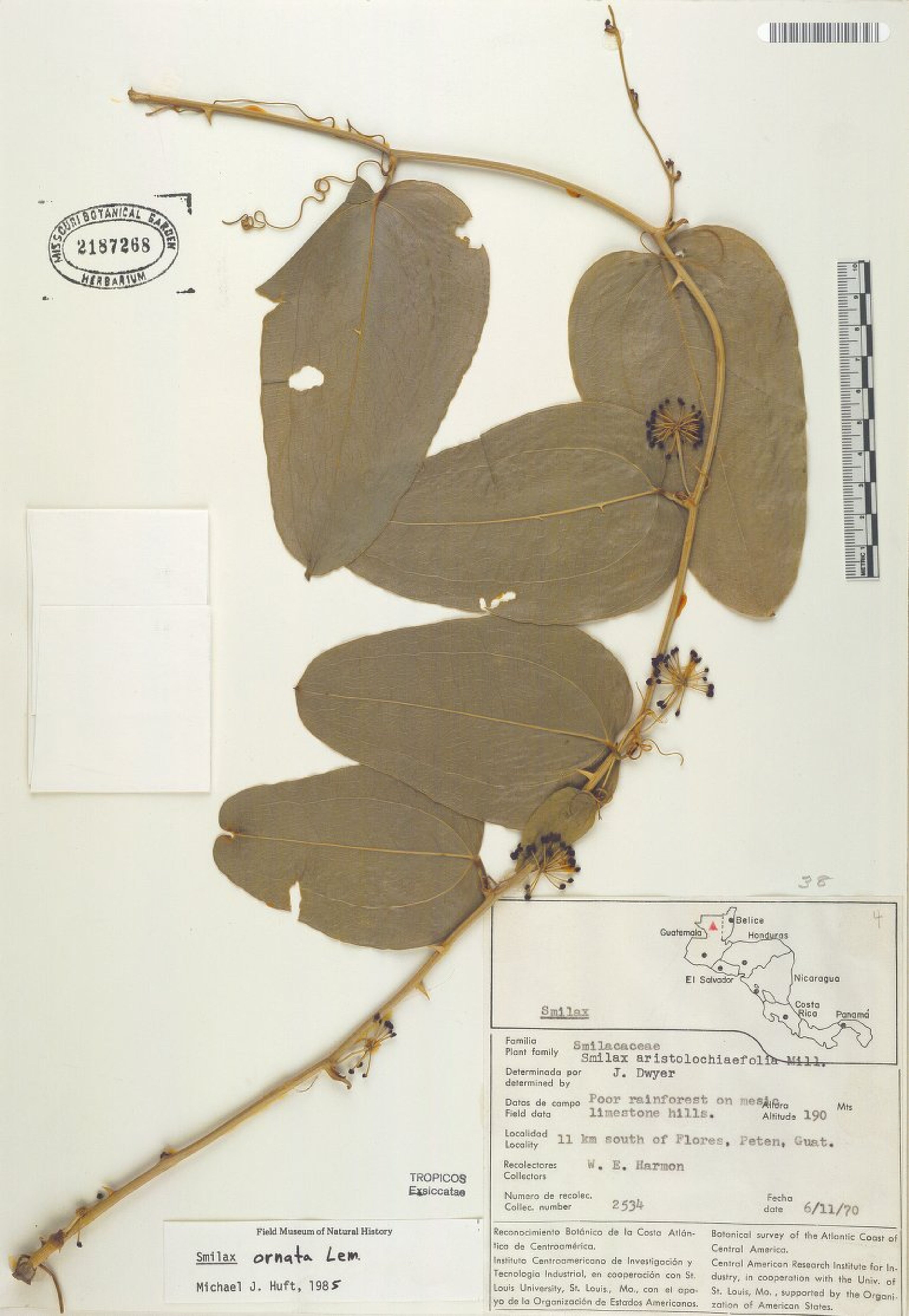 Smilax aristolochiifolia - 24