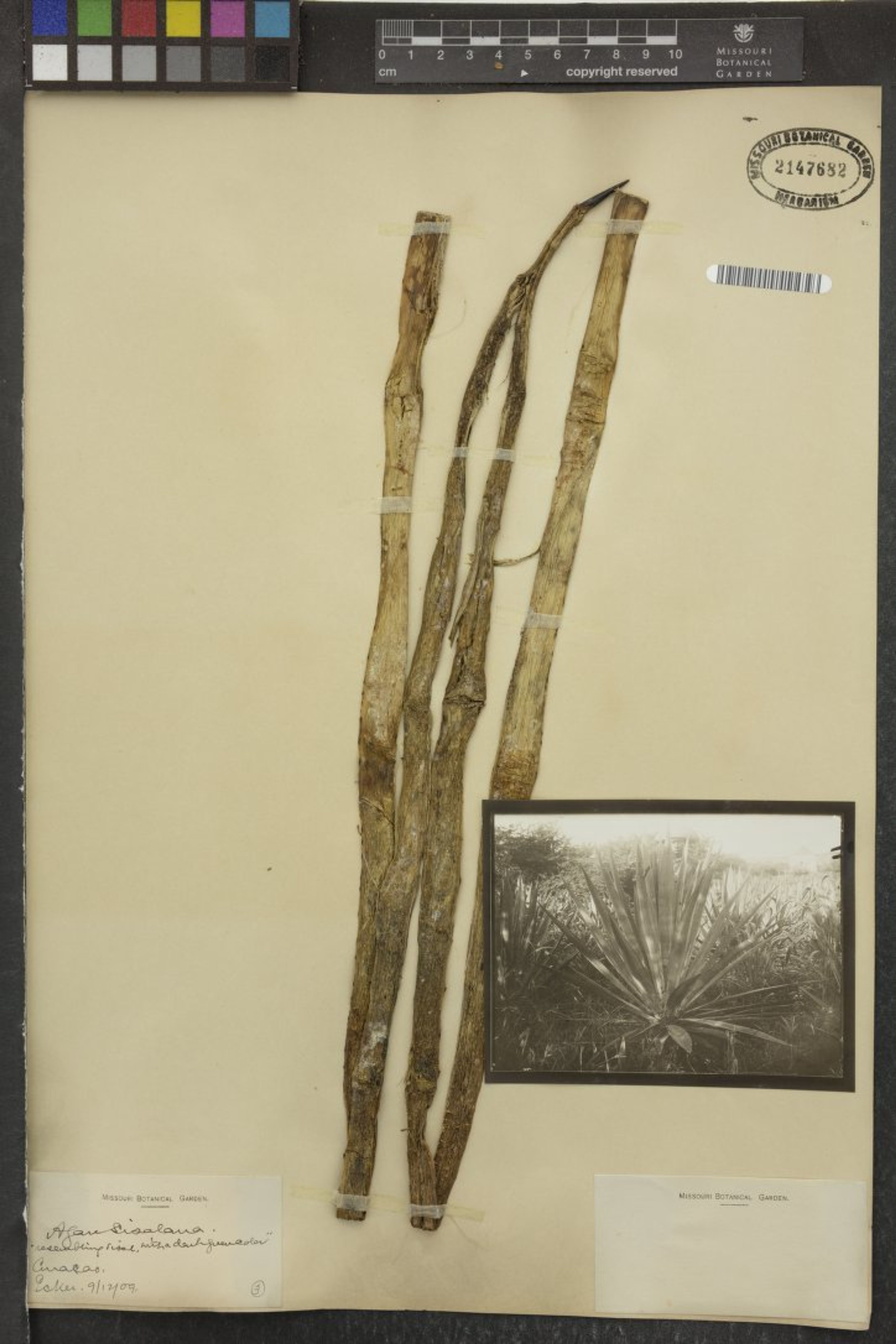 Agave sisalana - 80