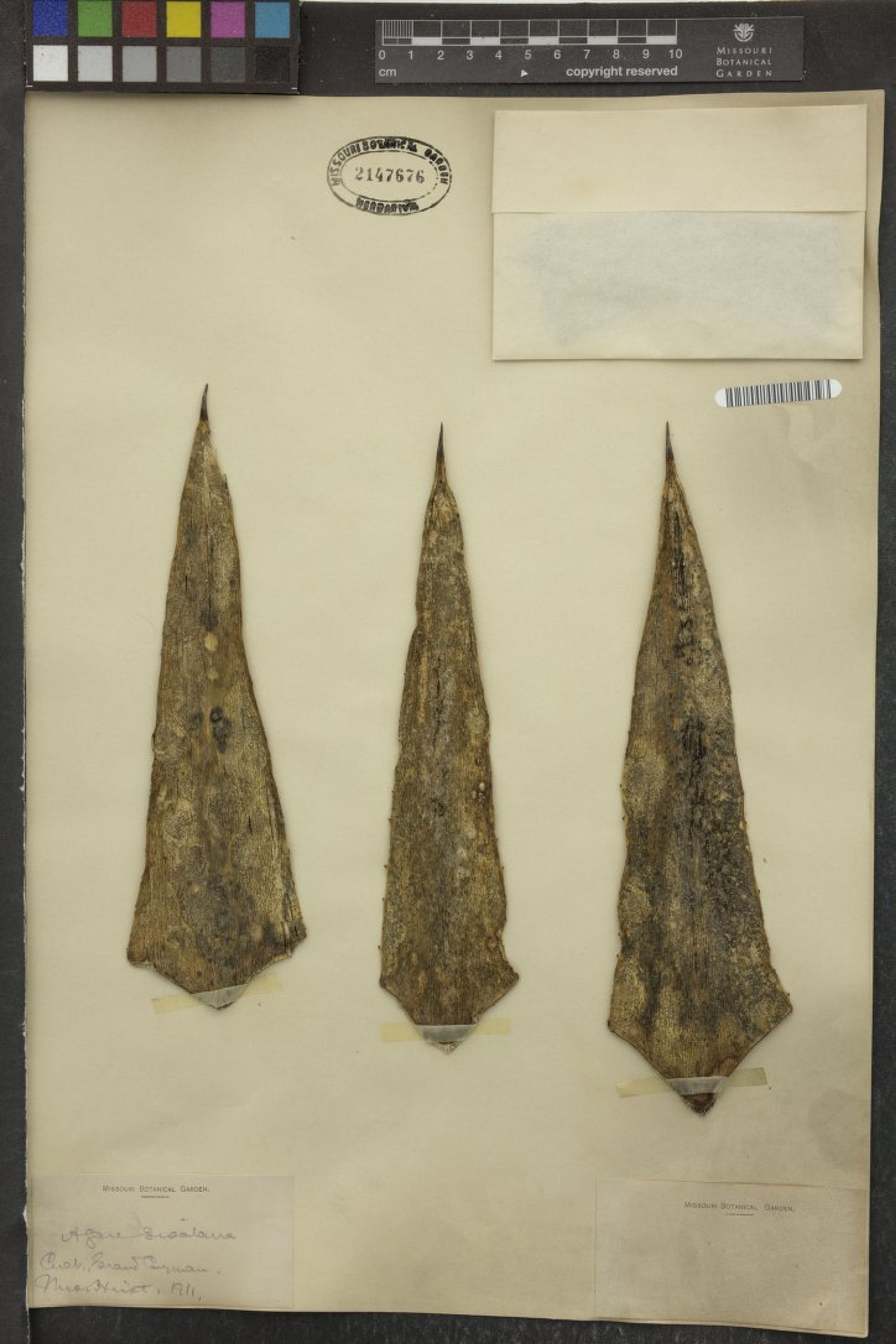 Agave sisalana - 26