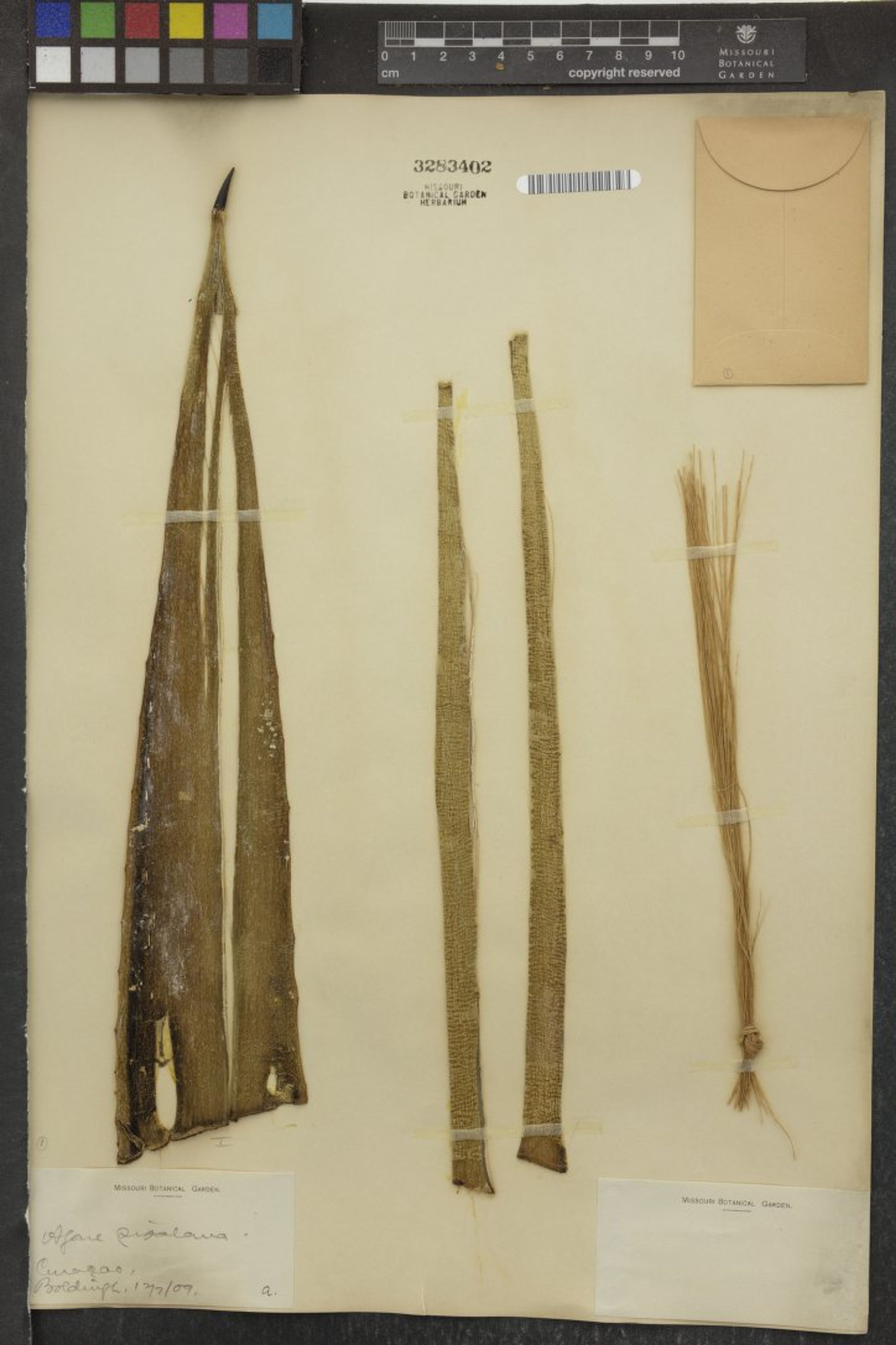 Agave sisalana - 44