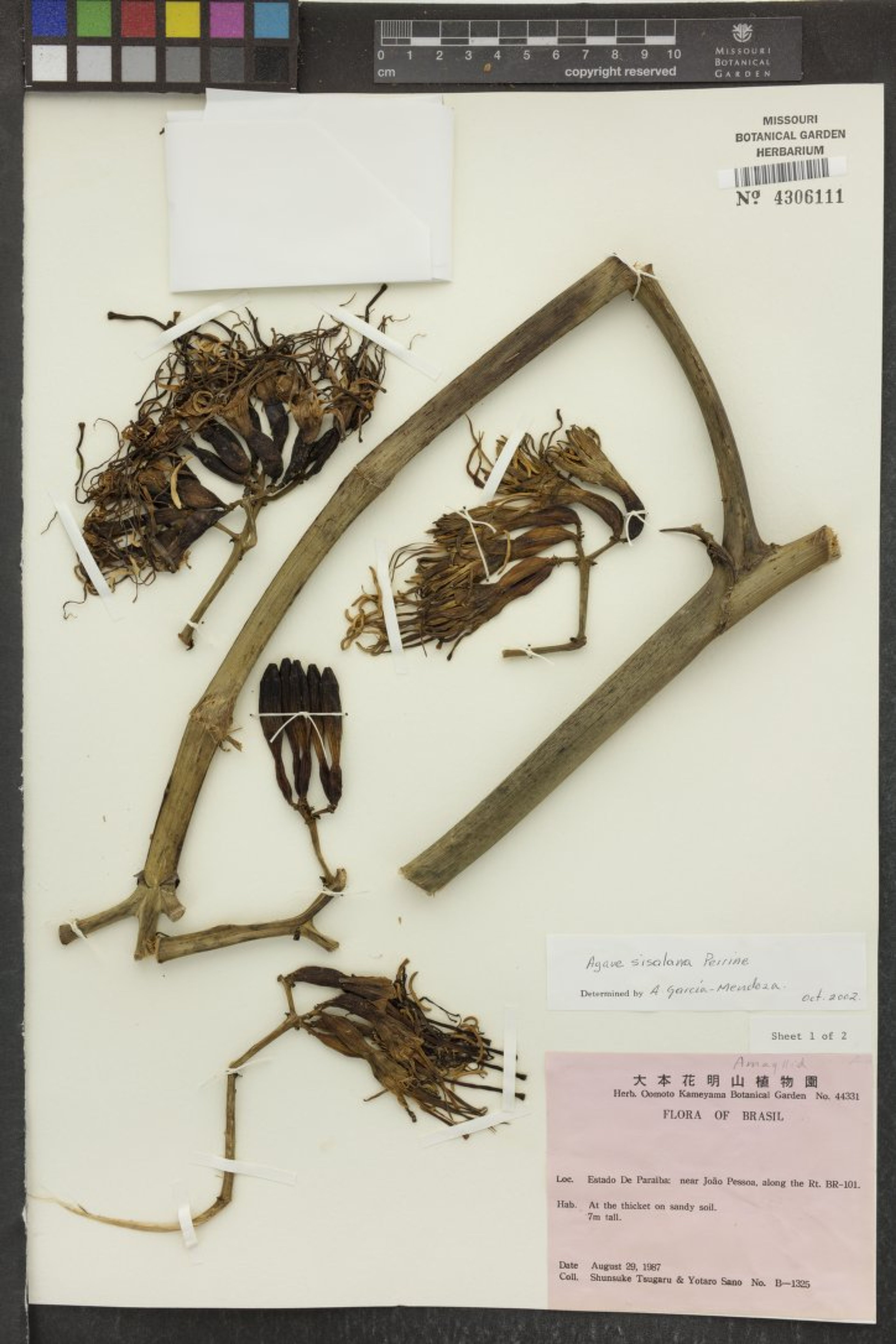 Agave sisalana - 9