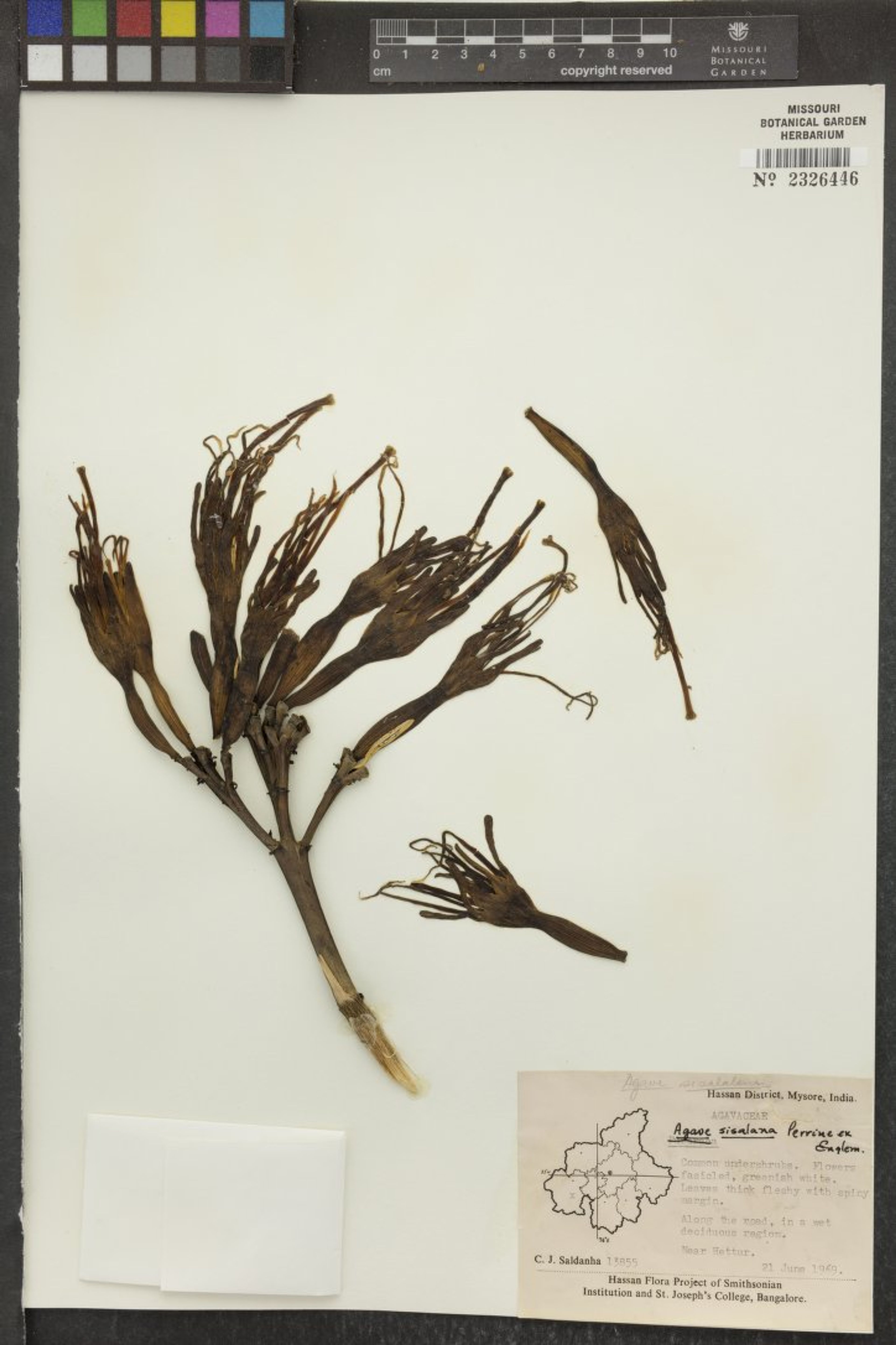 Agave sisalana - 27