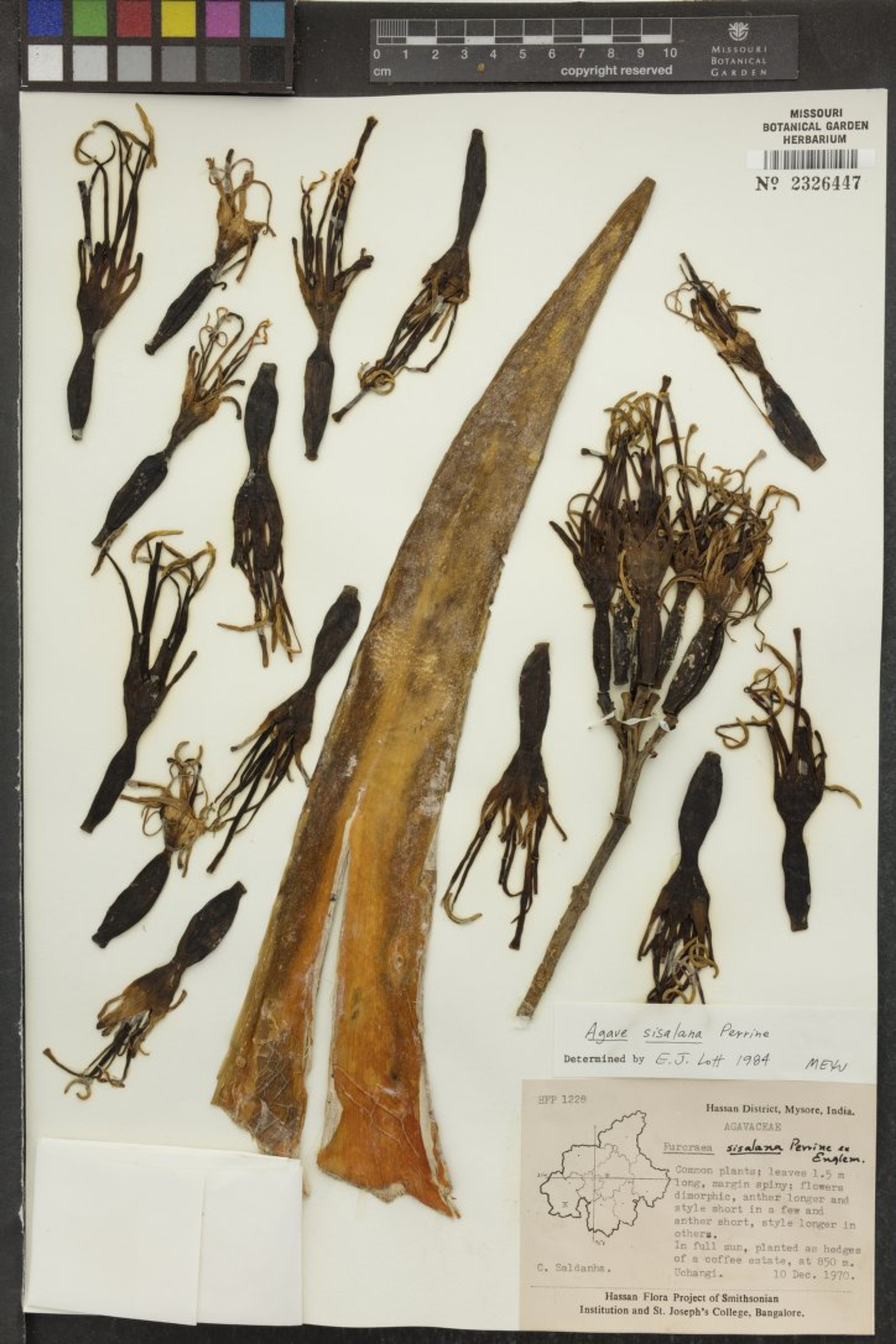 Agave sisalana - 16