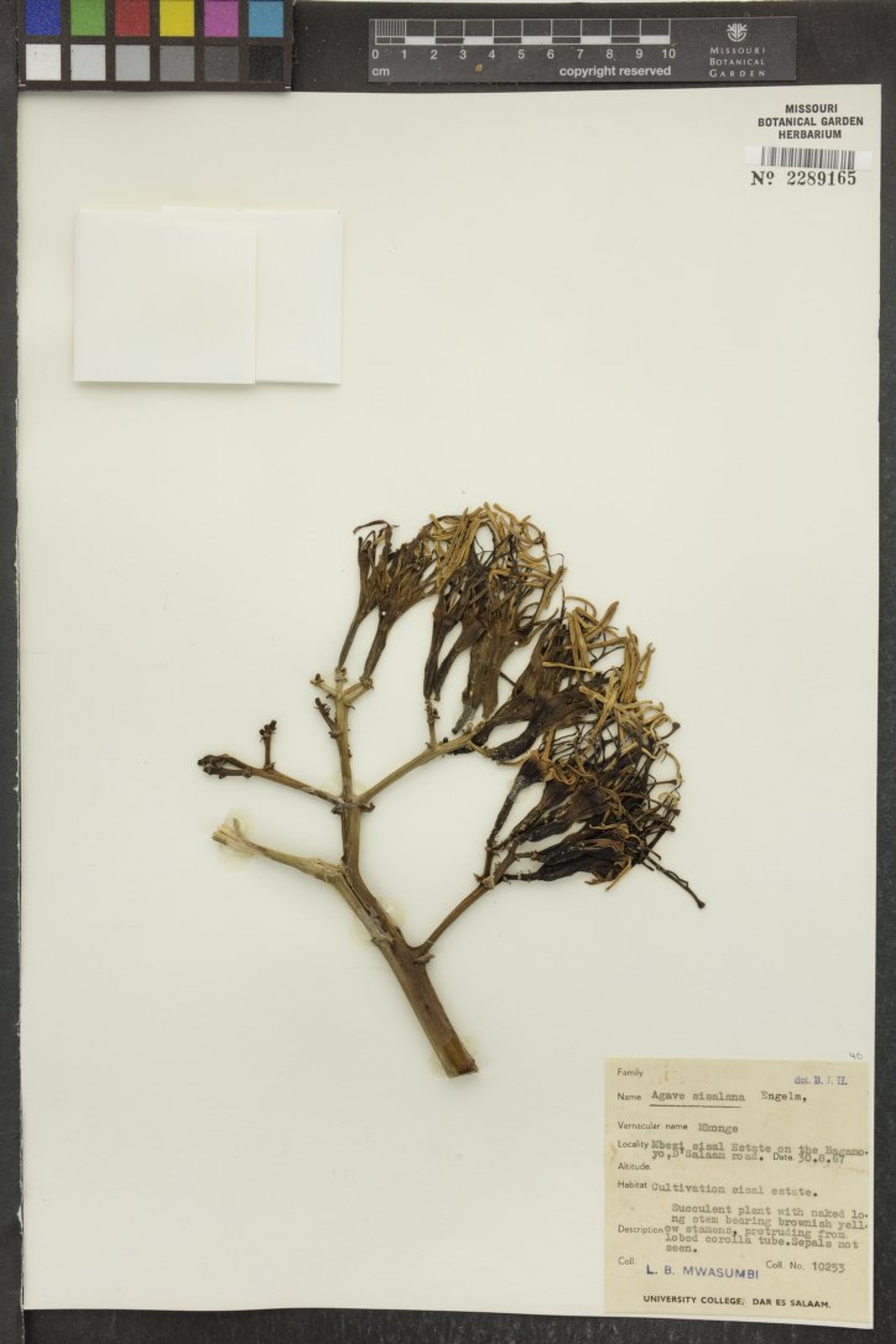 Agave sisalana - 5